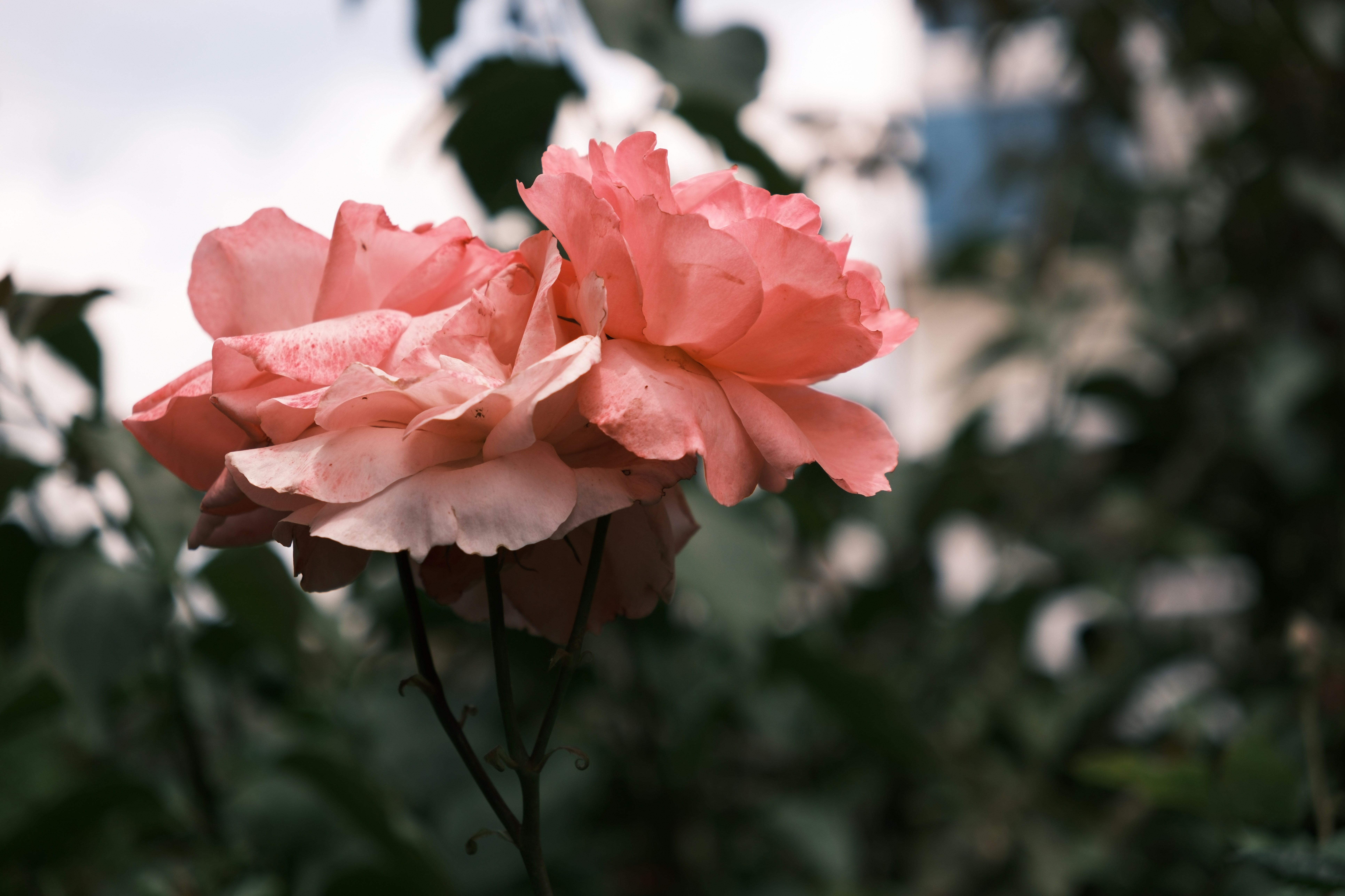 Photo by izafi