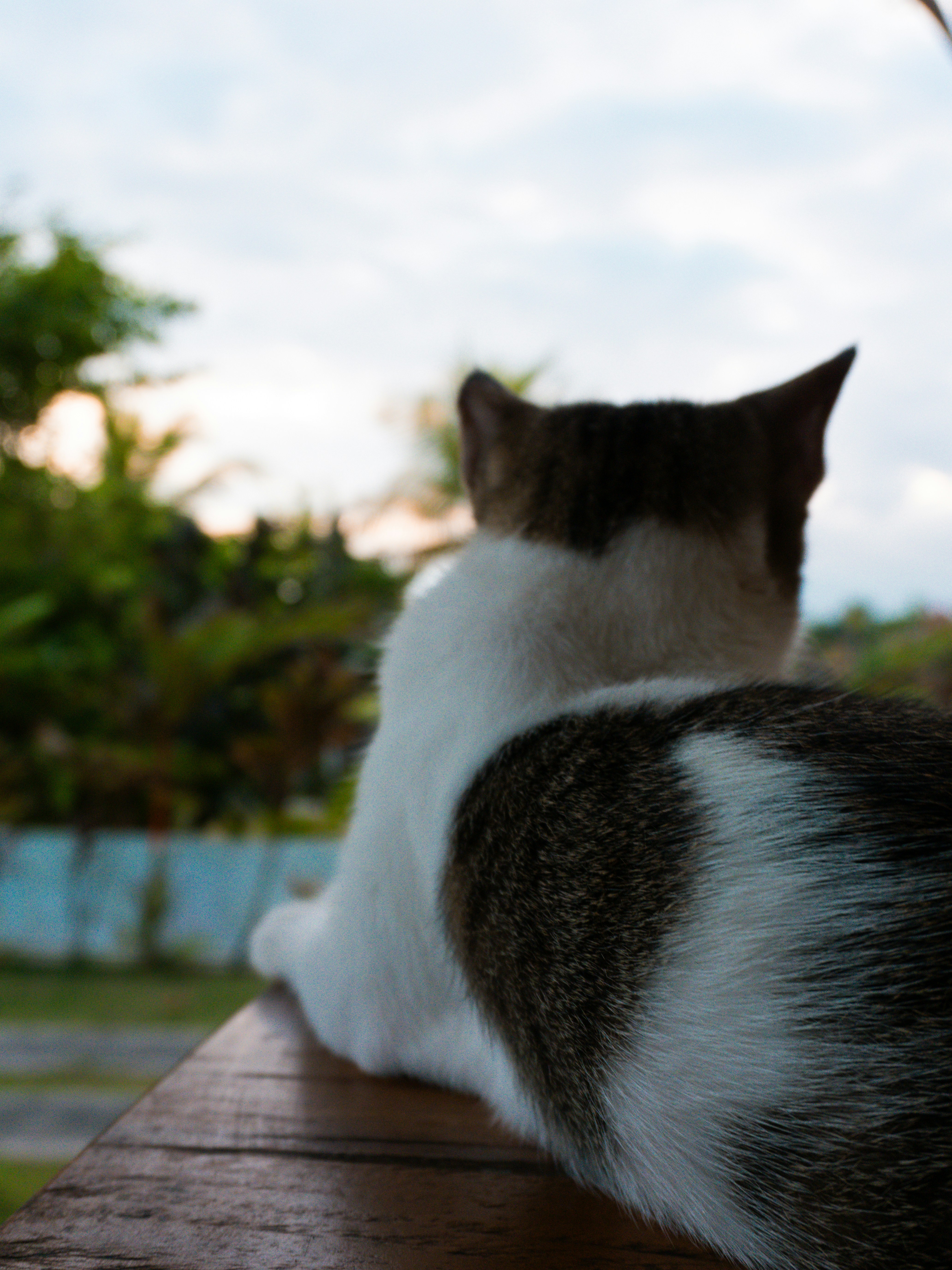 Un gatto bianco e marrone seduto su una superficie di legno.
