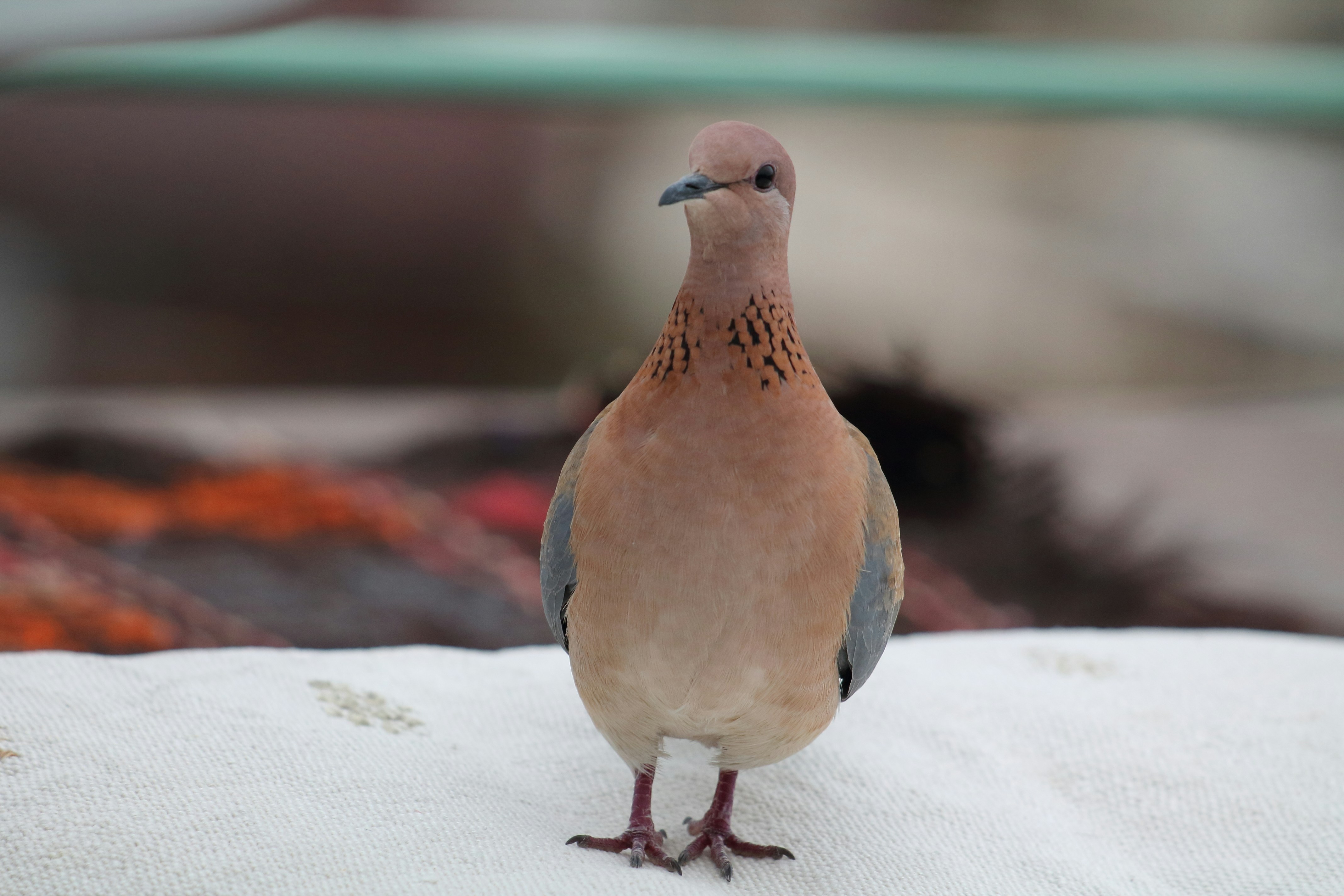 A small brown bird stands on a white surface.