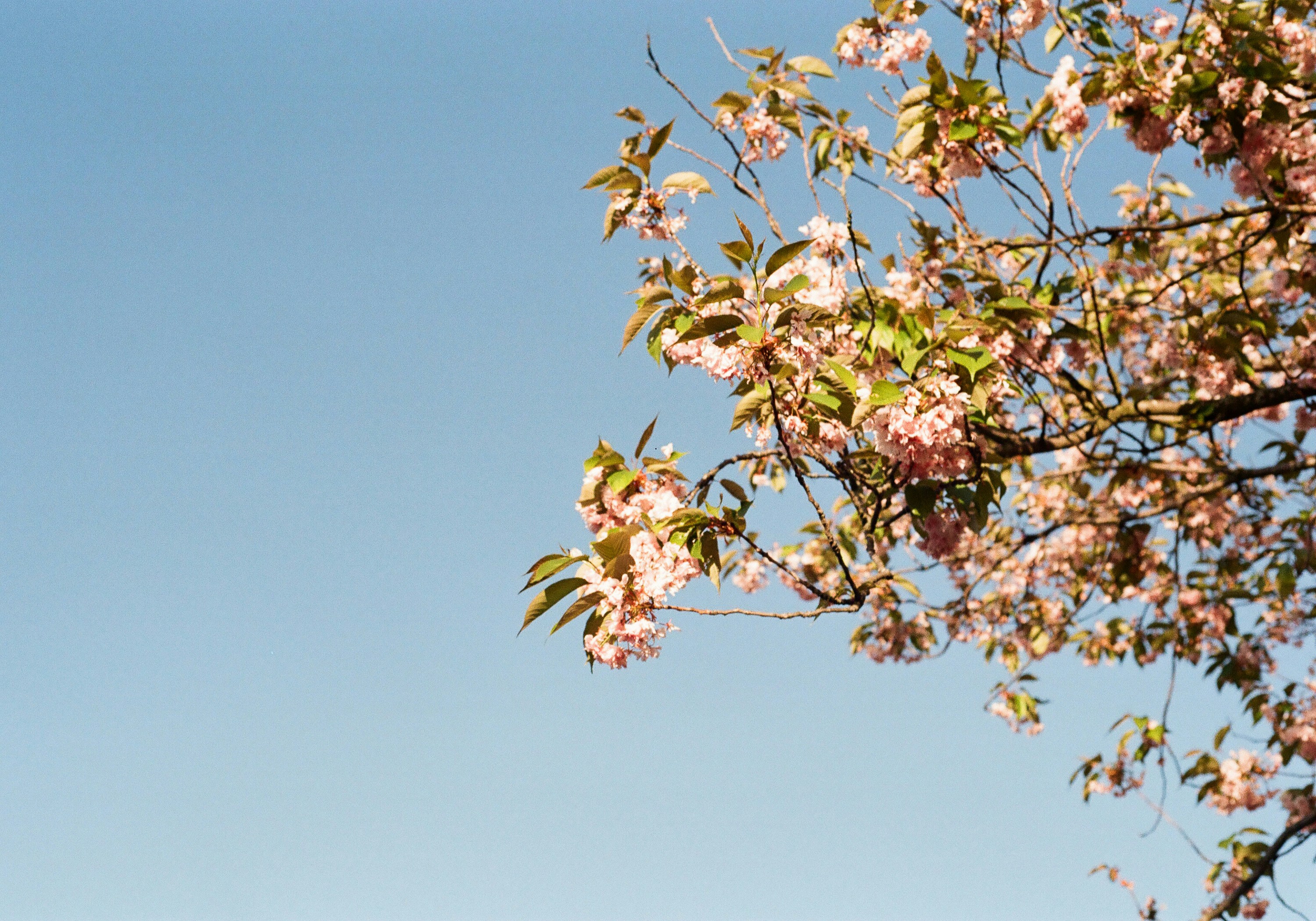 Rosa Kirschblüten auf Ästen vor einem klaren blauen Himmel
