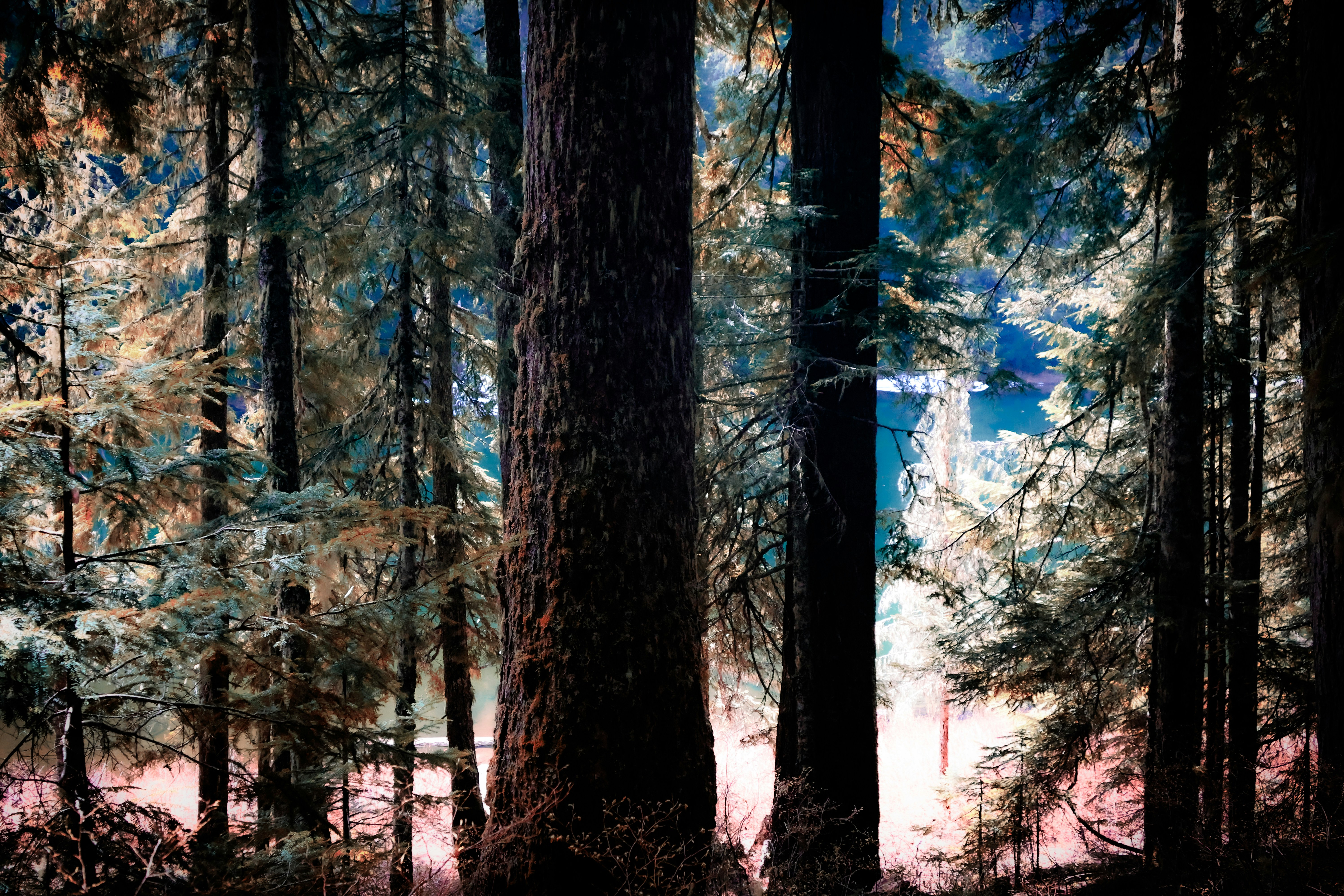 A dense forest with tall trees and filtered light.