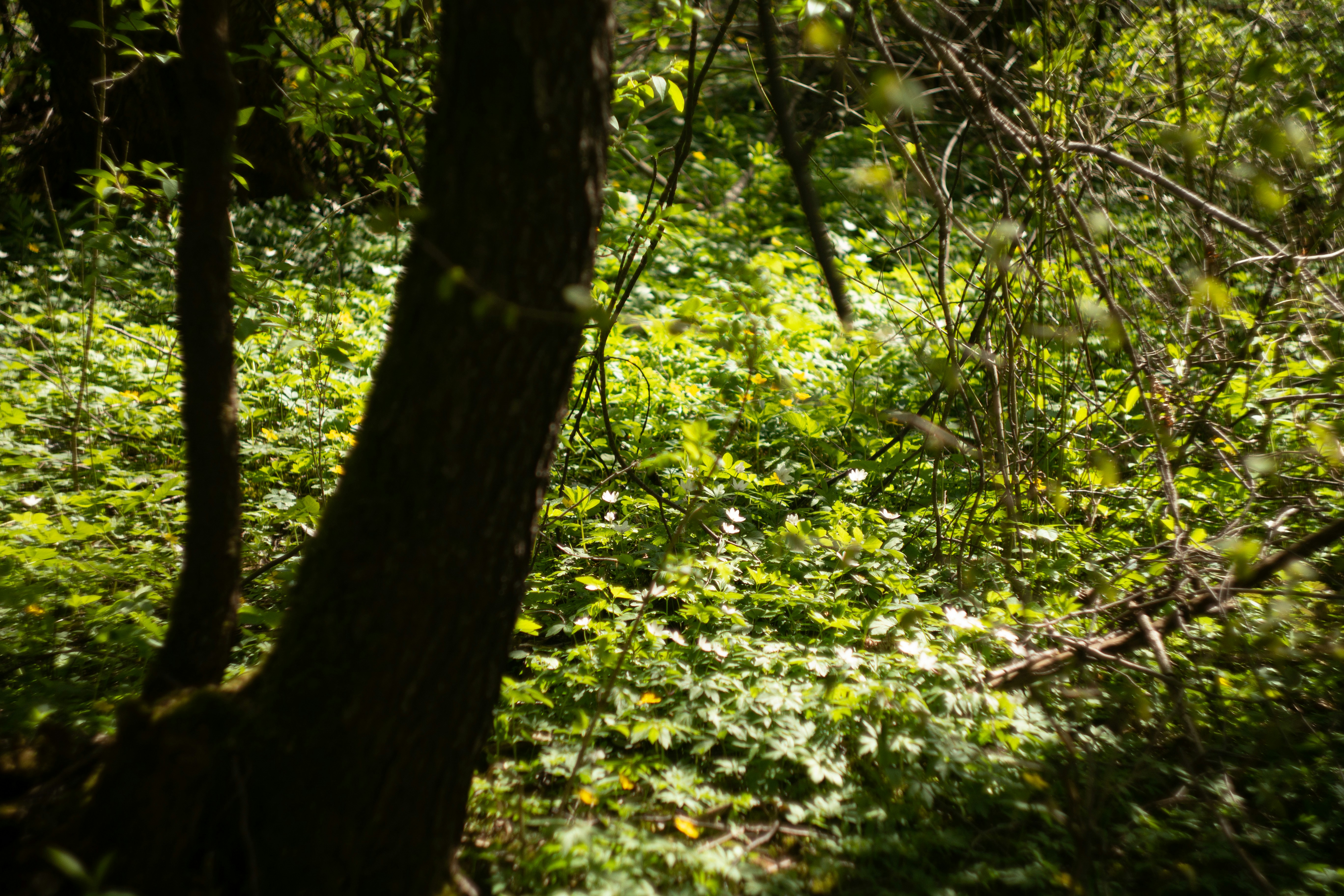 Photo by kuzminklk