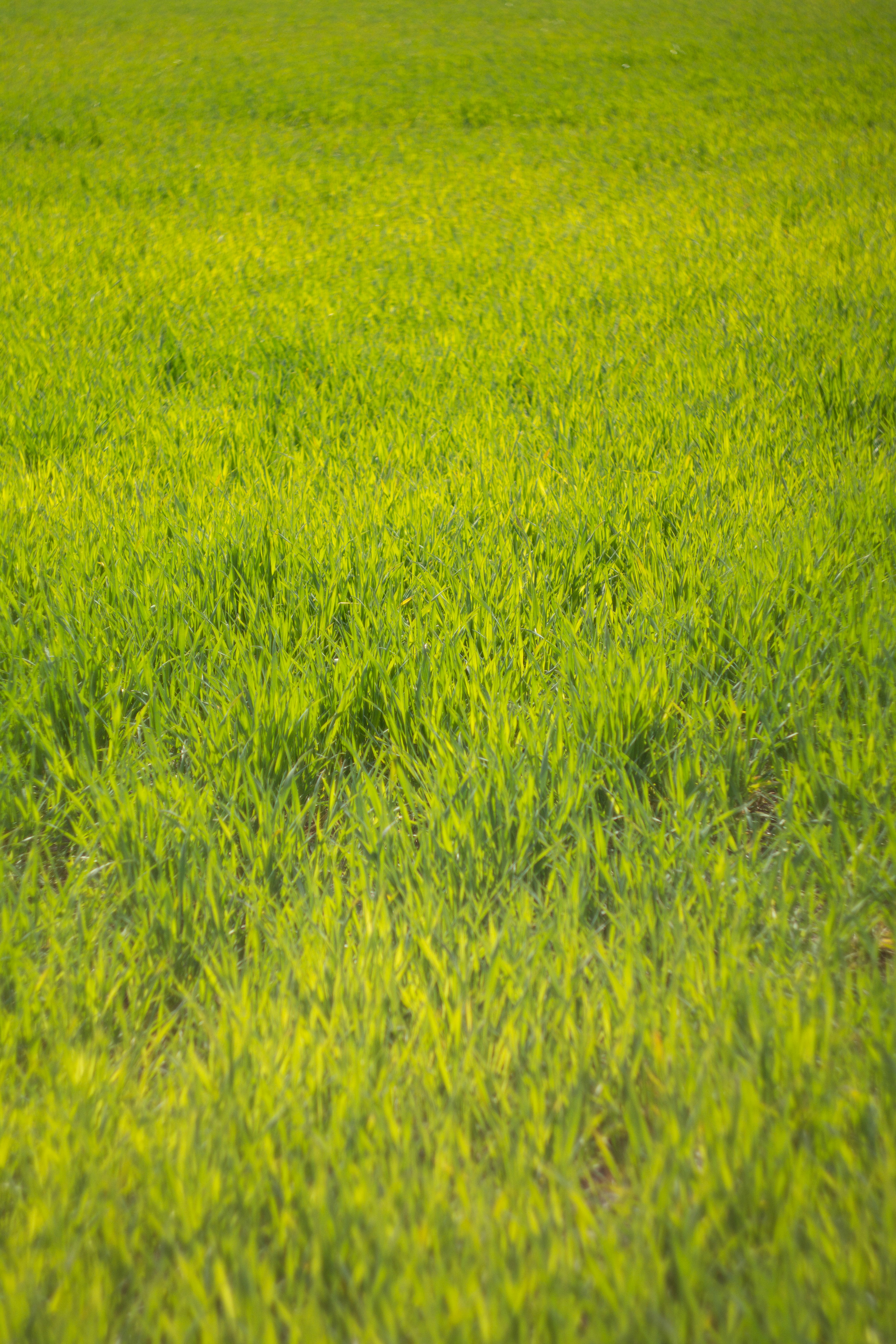 A vibrant green field of fresh grass under sunlight