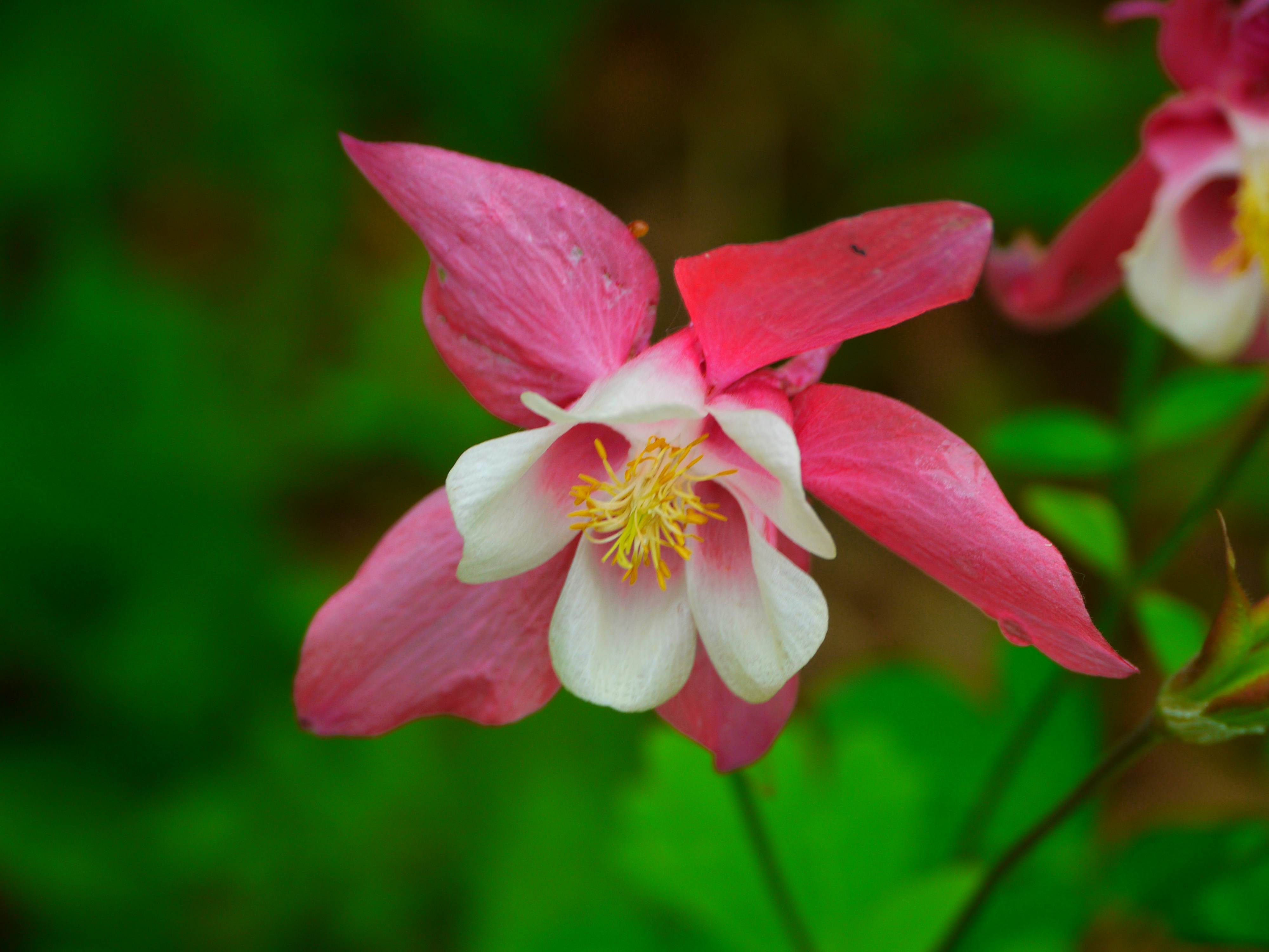 鮮やかなピンクと白の花で、中心は黄色です。
