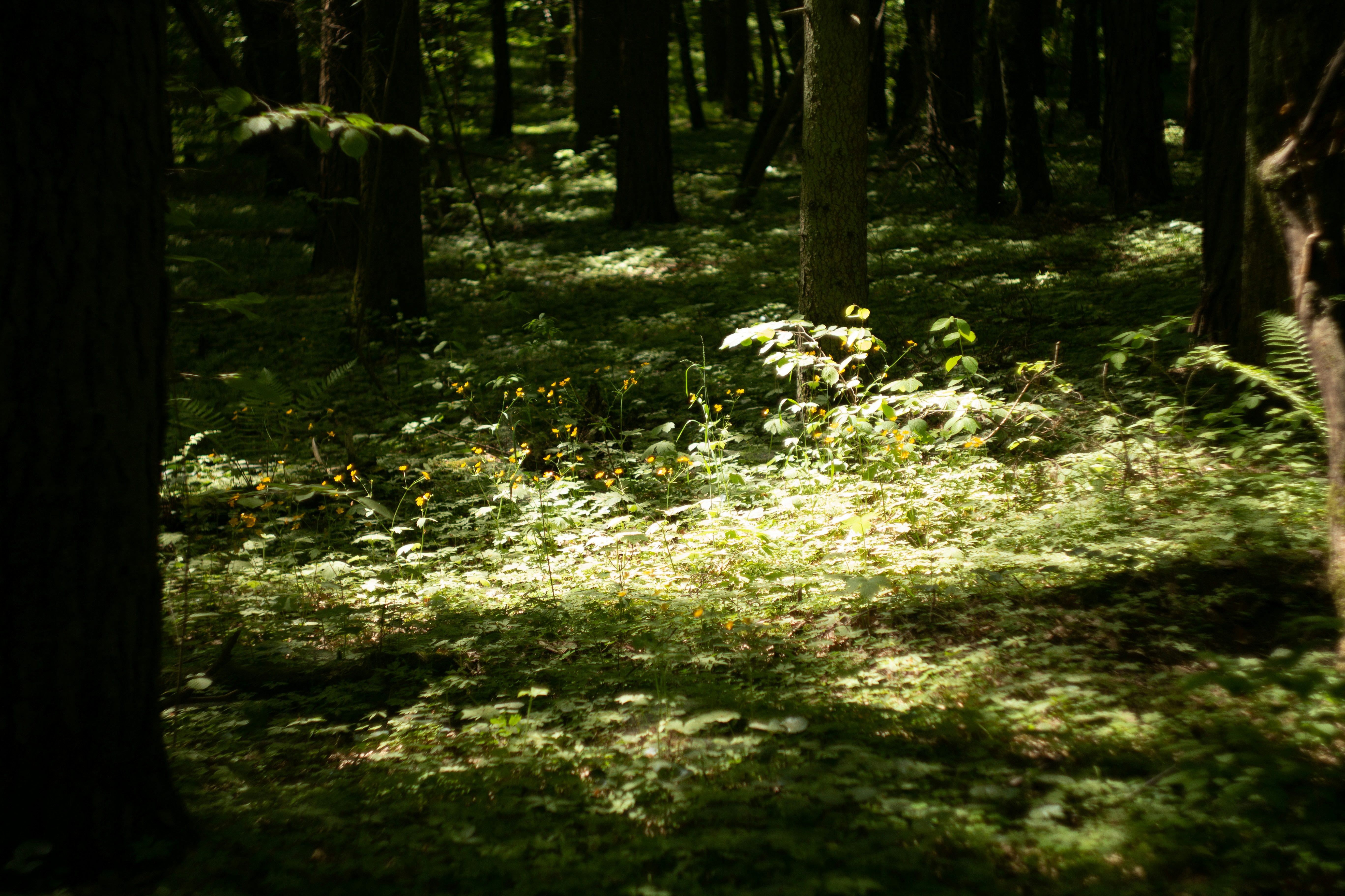 Photo by kuzminklk