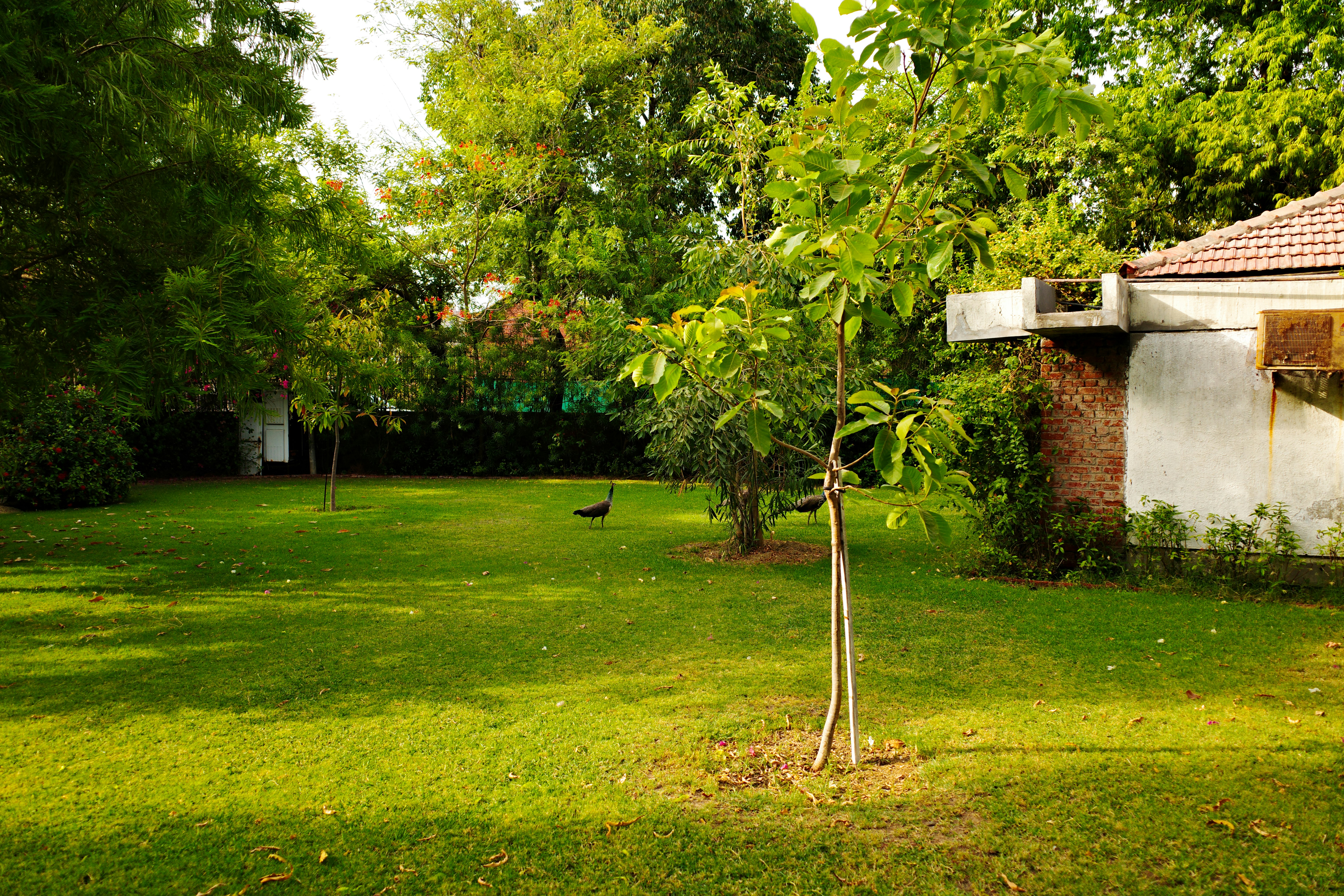 Photo by virat11