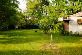 Lush green lawn with trees and a house.