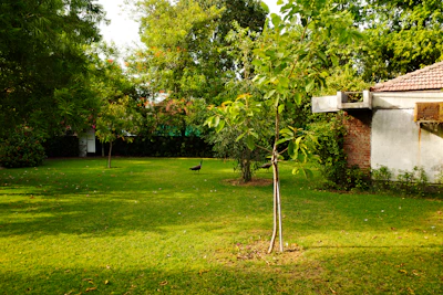 Lush green lawn with trees and a house.