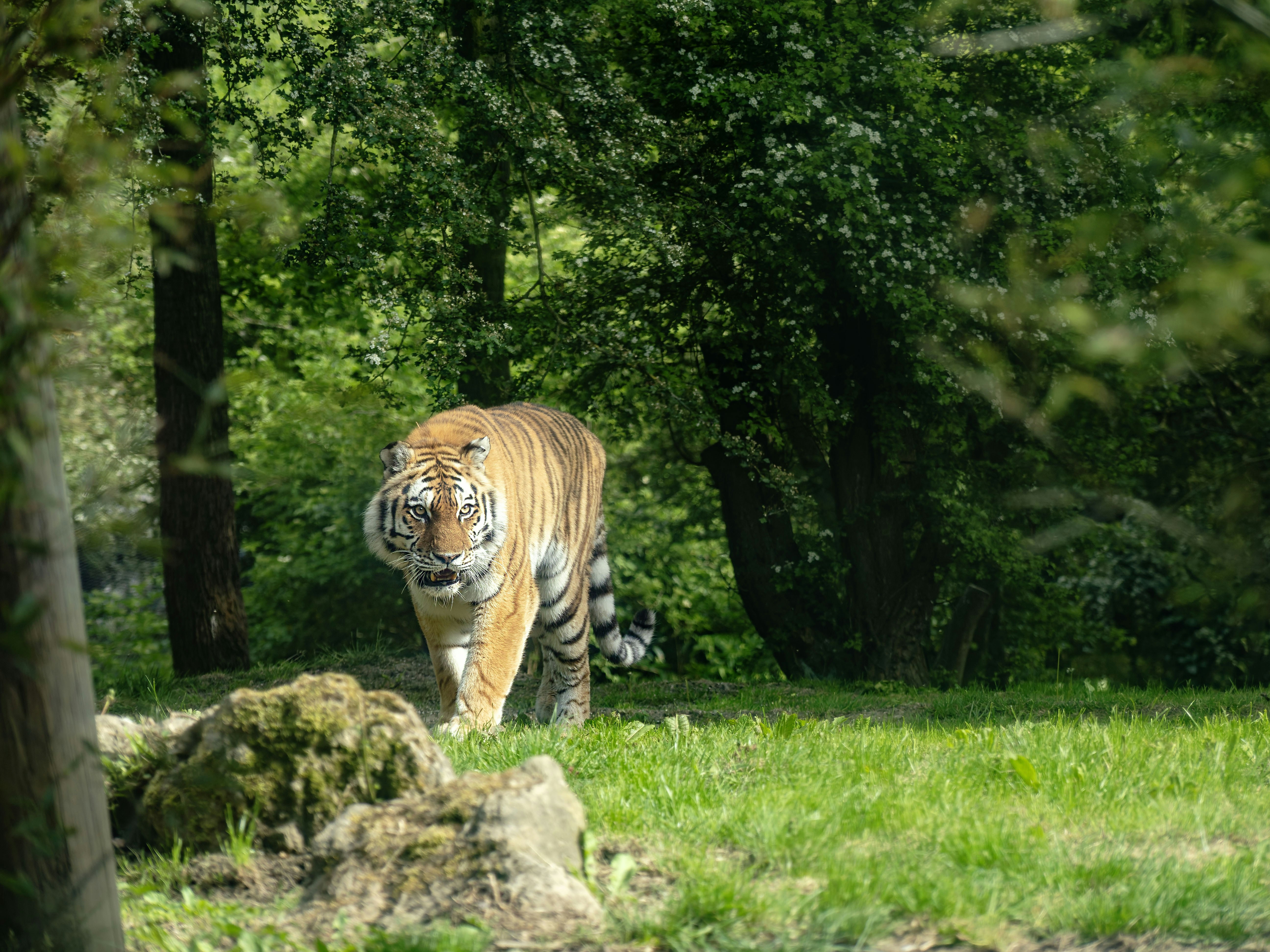 A majestic Royal Bengal Tiger walking through dense forest under dappled sunlight.