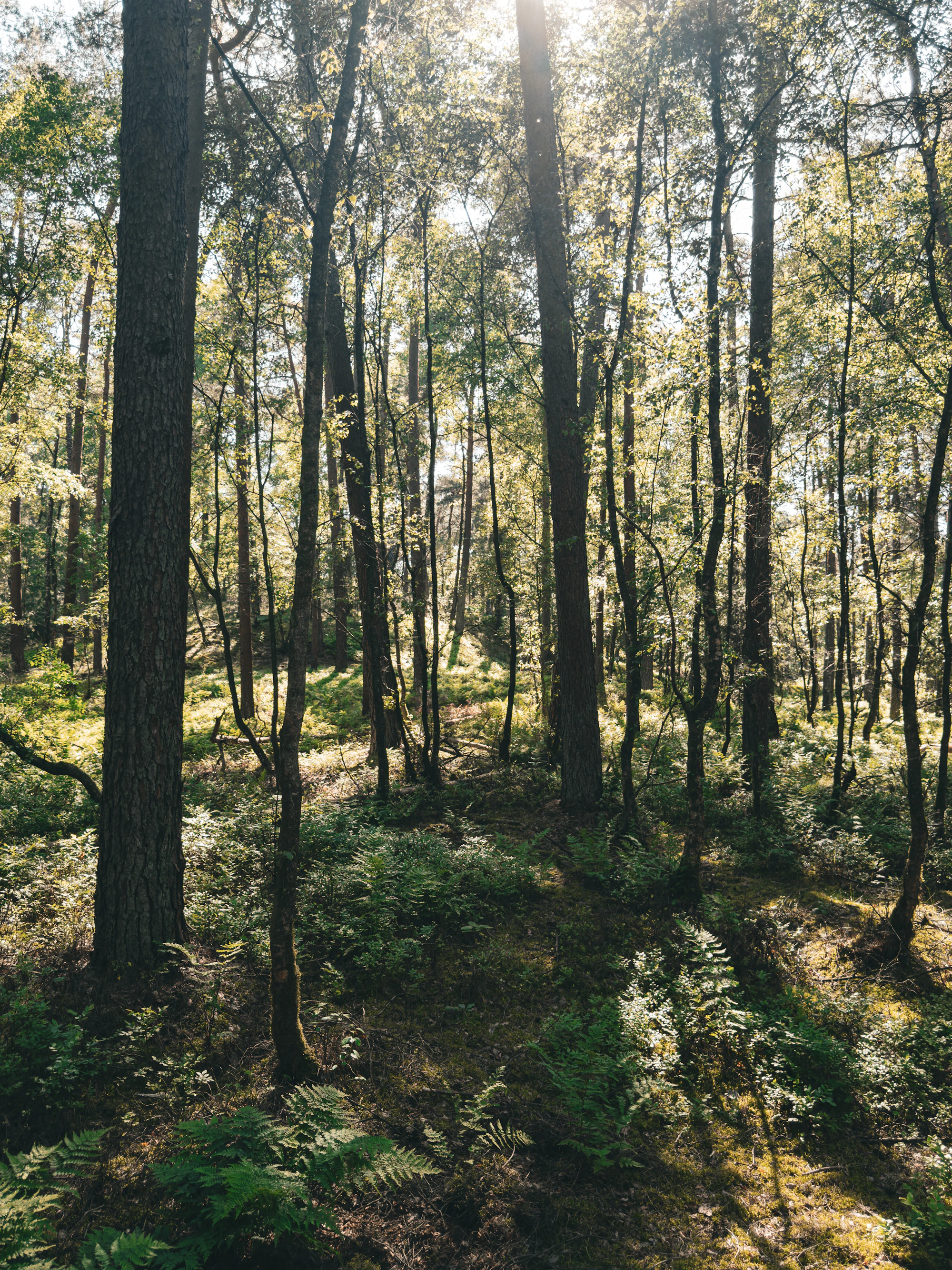 Sunlight filtering through a dense, towering forest
