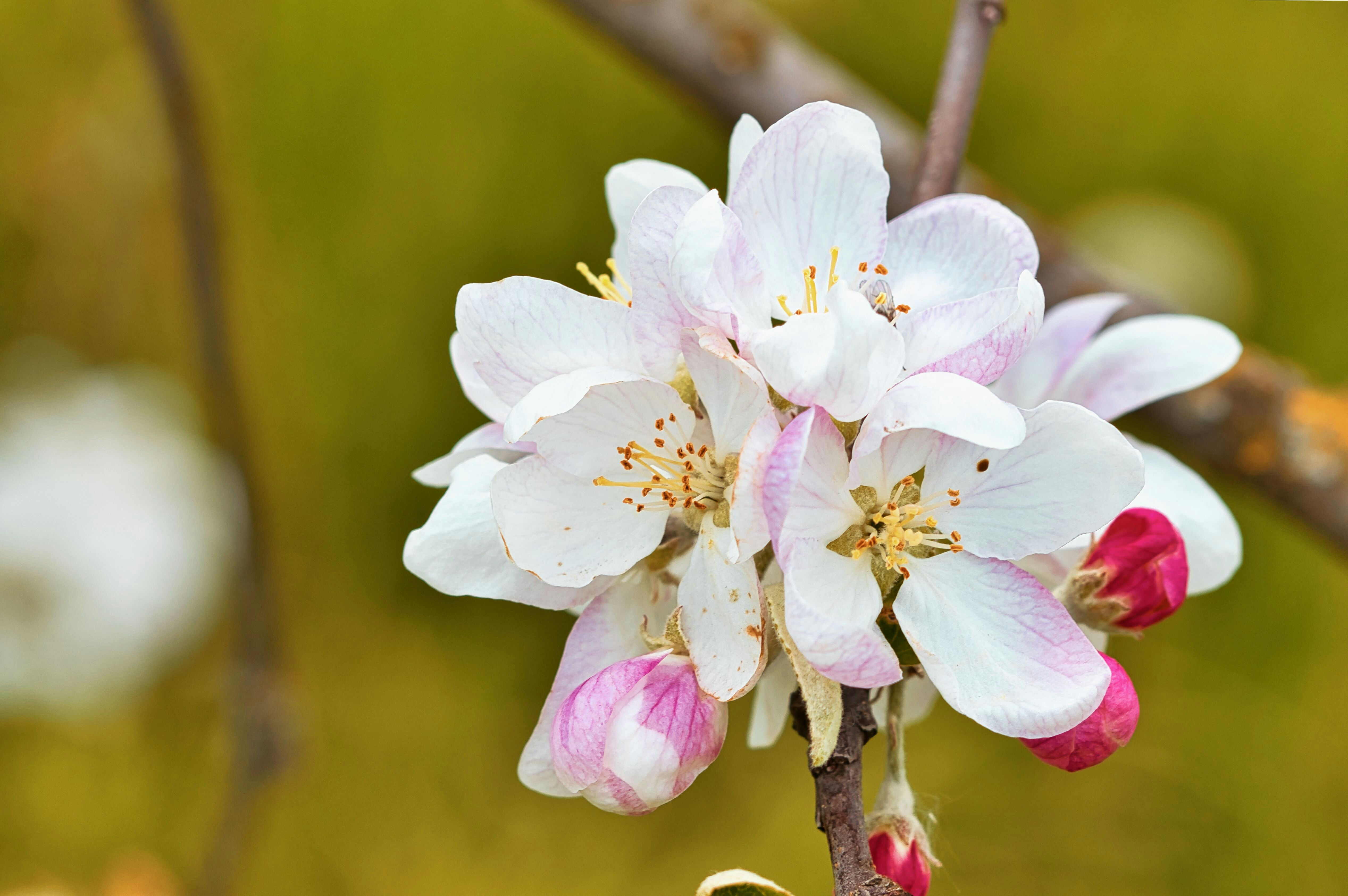 White and pink apple blossoms blooming on a branch.