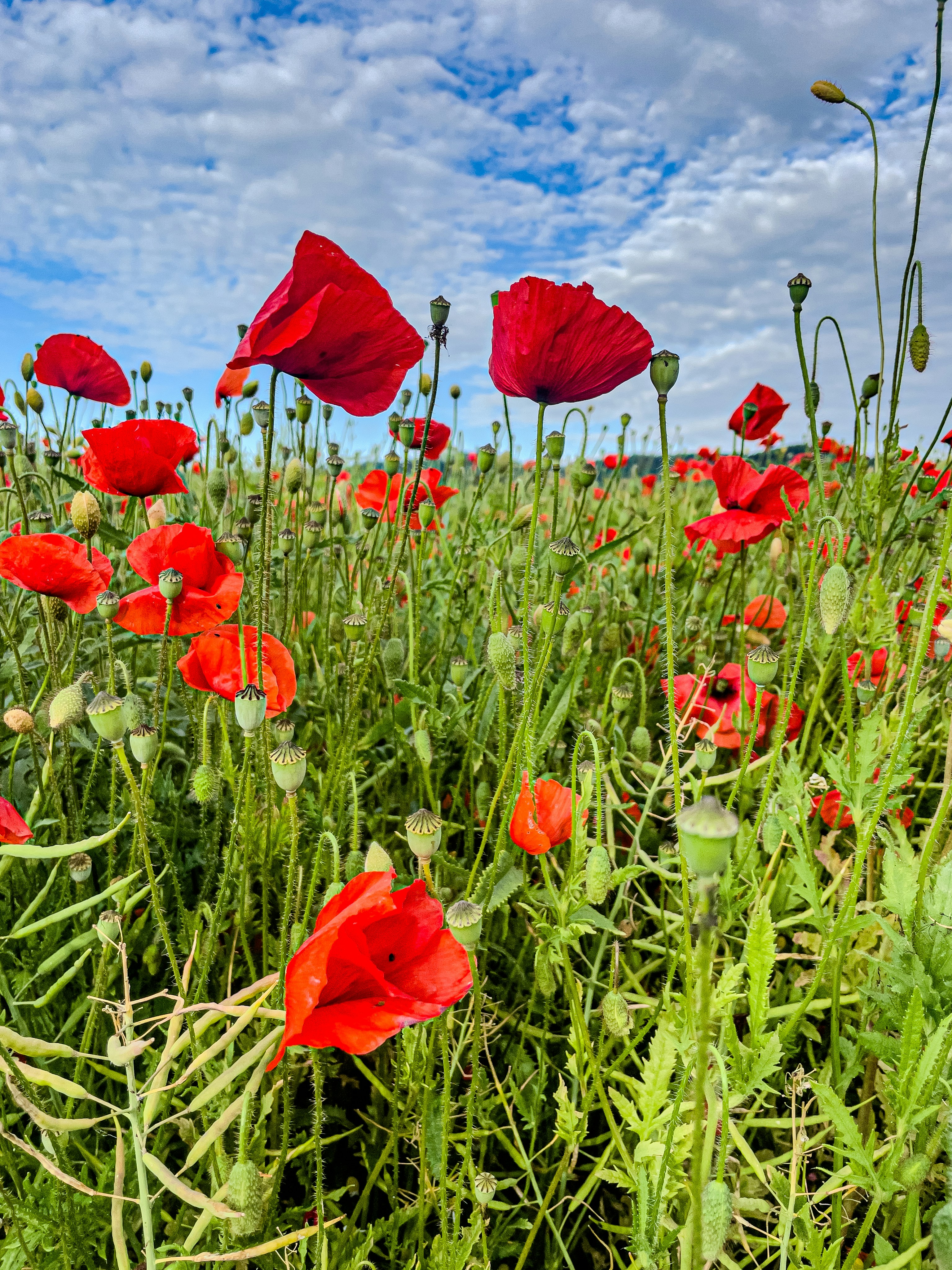 Photo by hdbernd