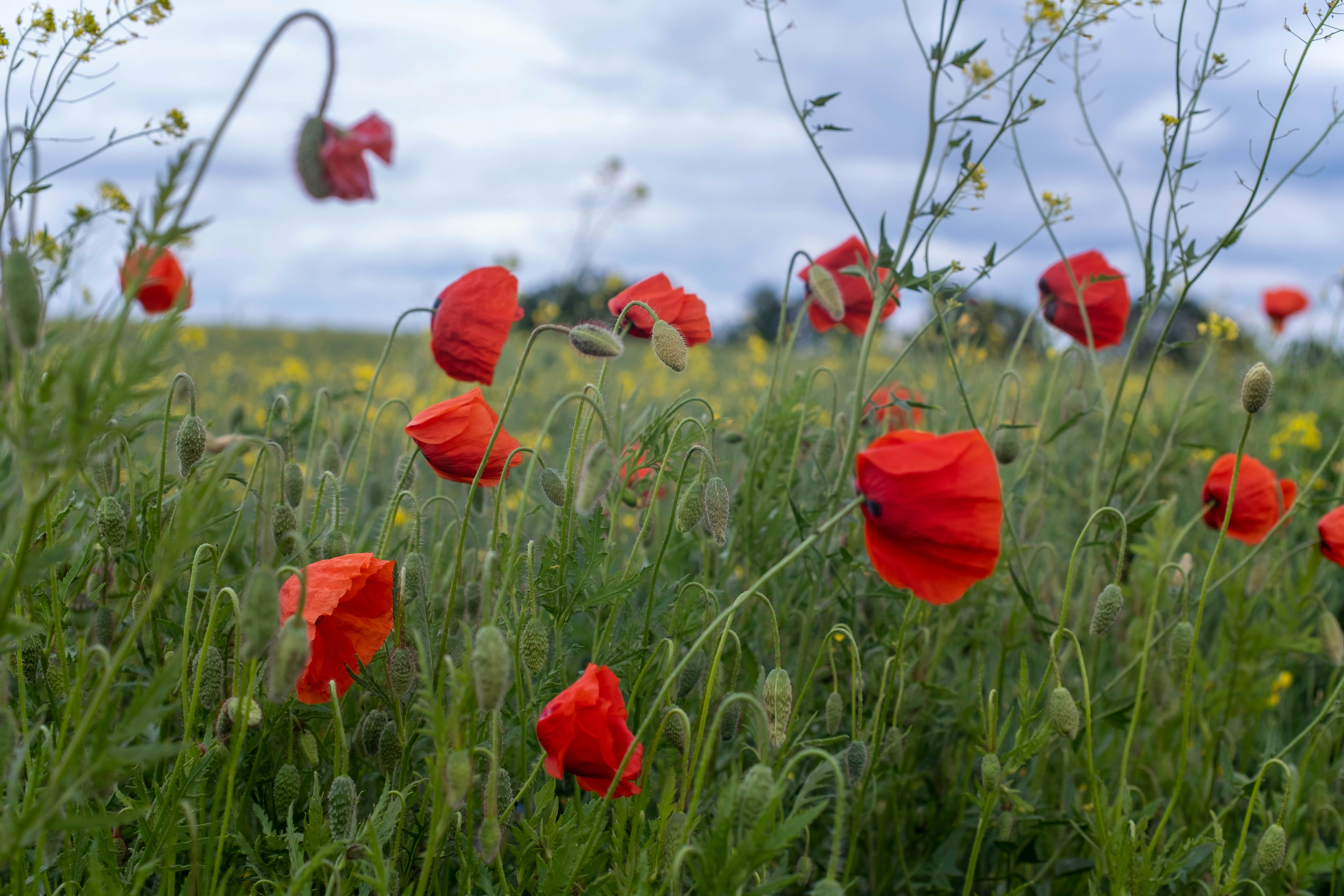 Photo by skajpel