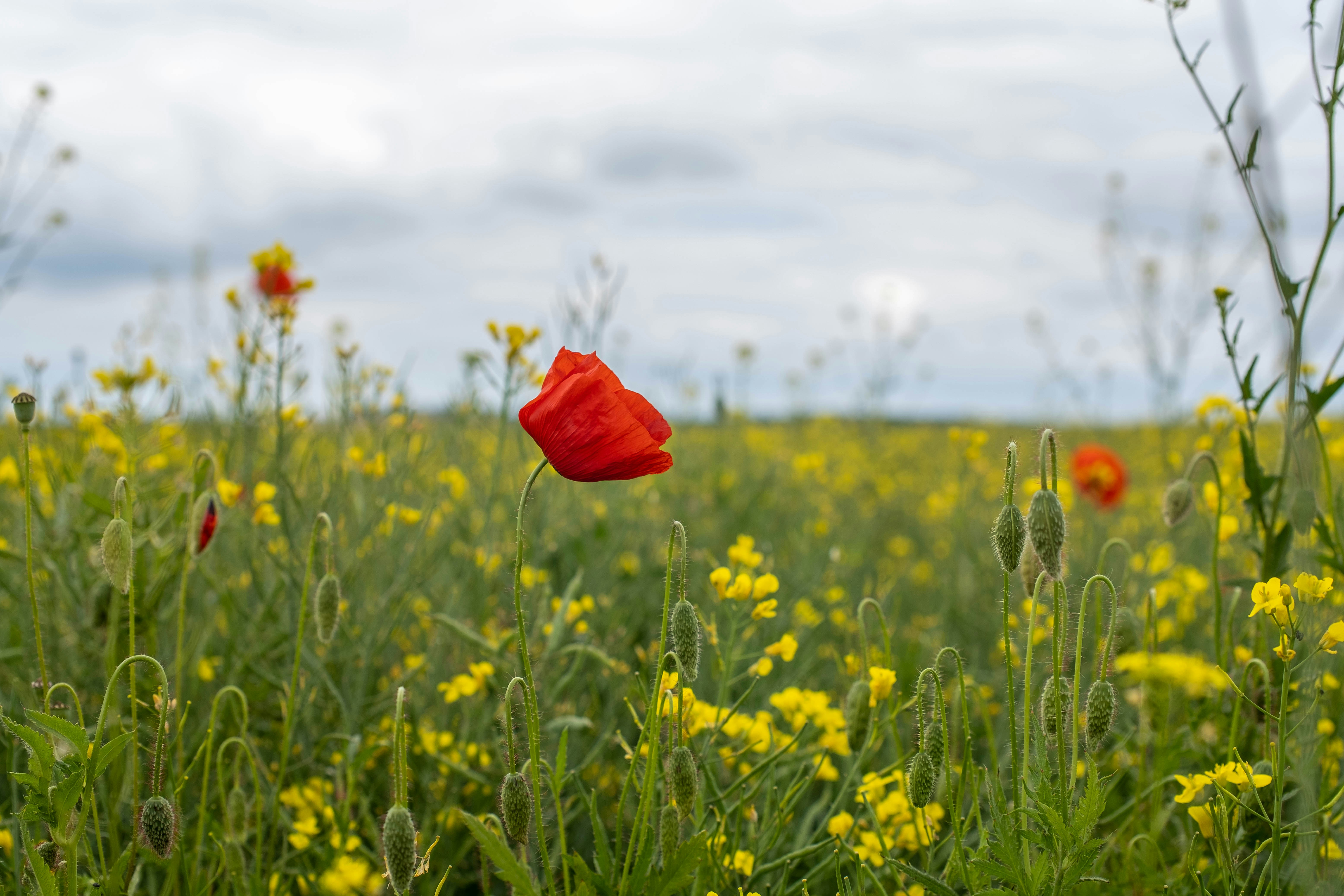 Photo by skajpel