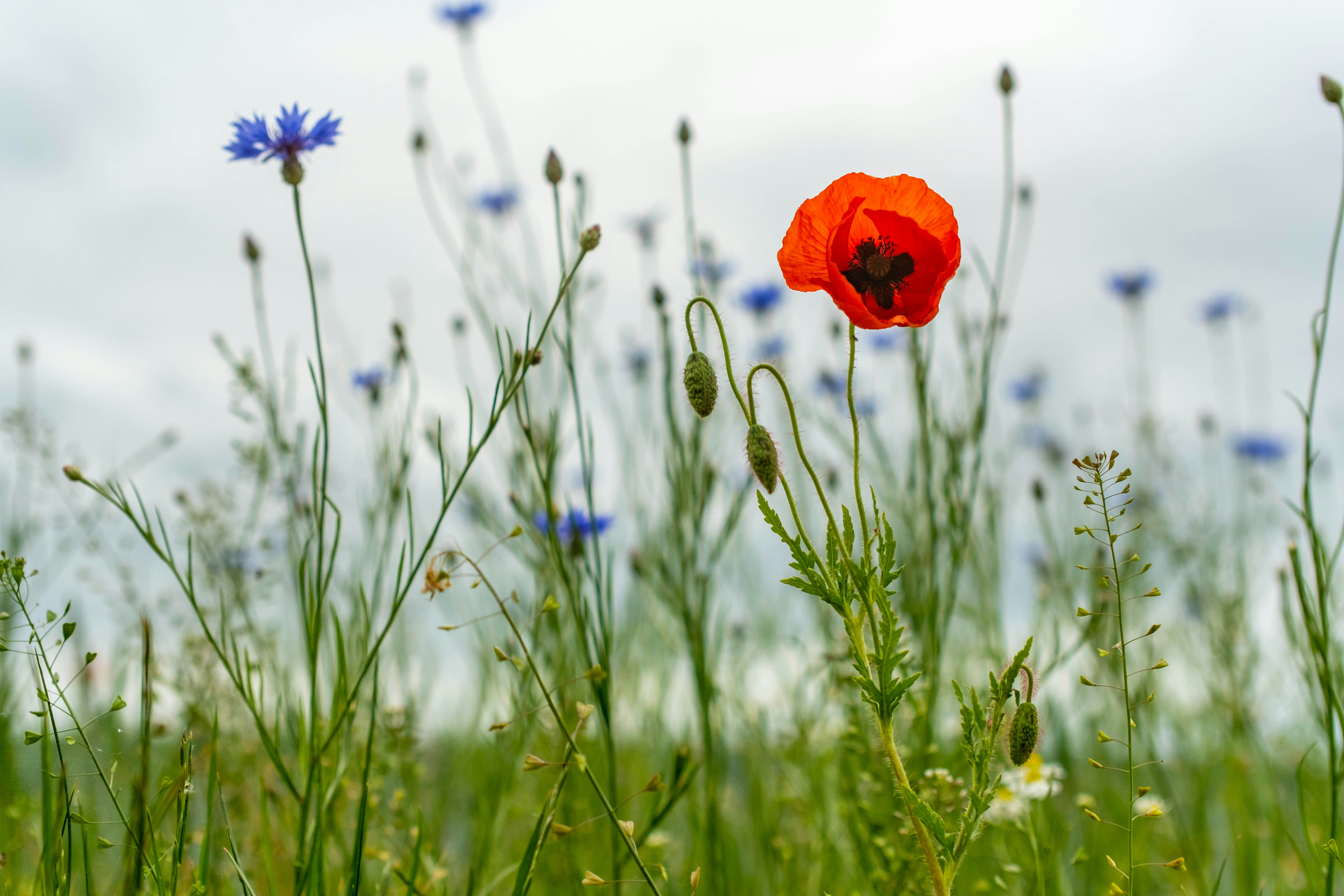 Photo by skajpel