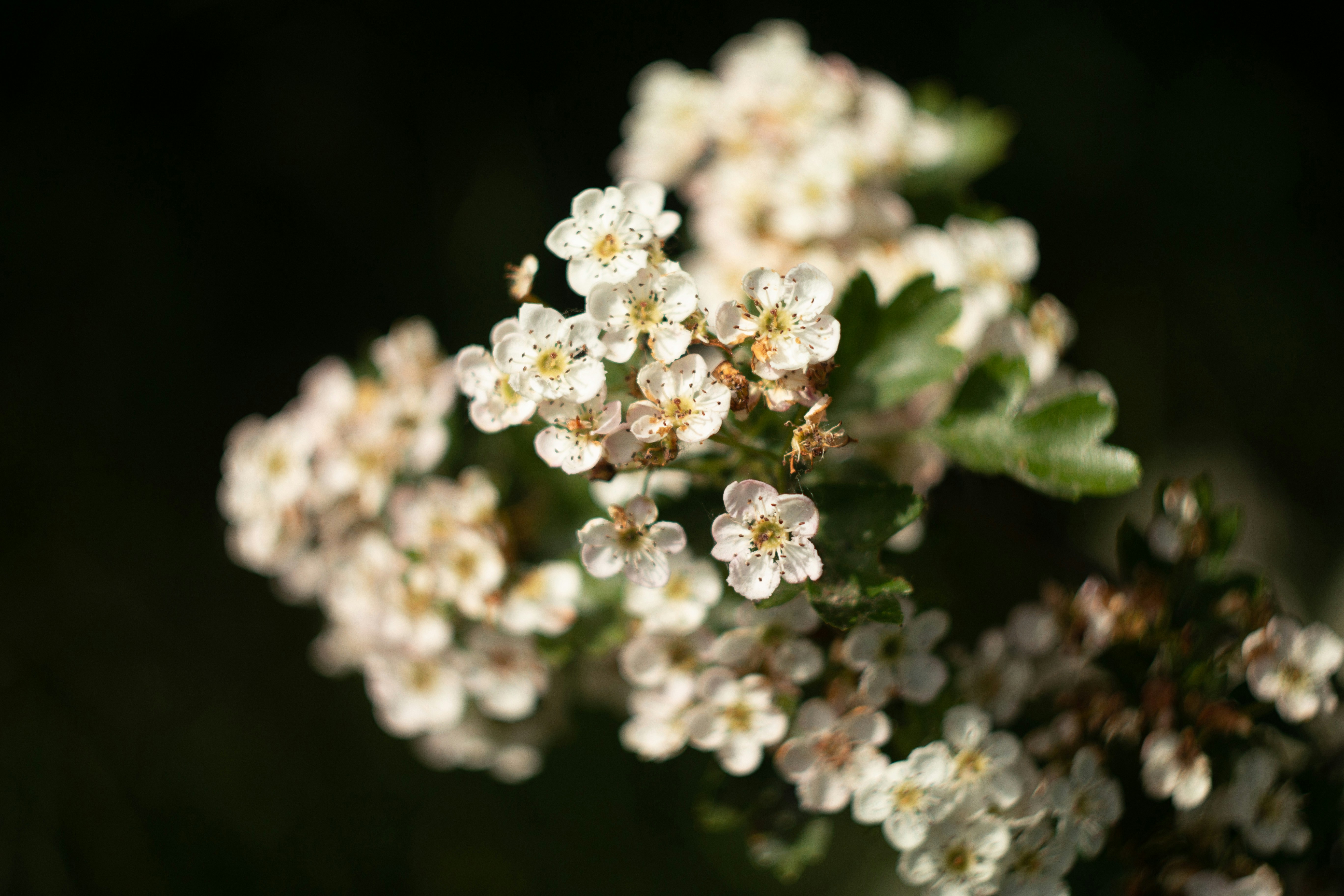 Photo by kuzminklk