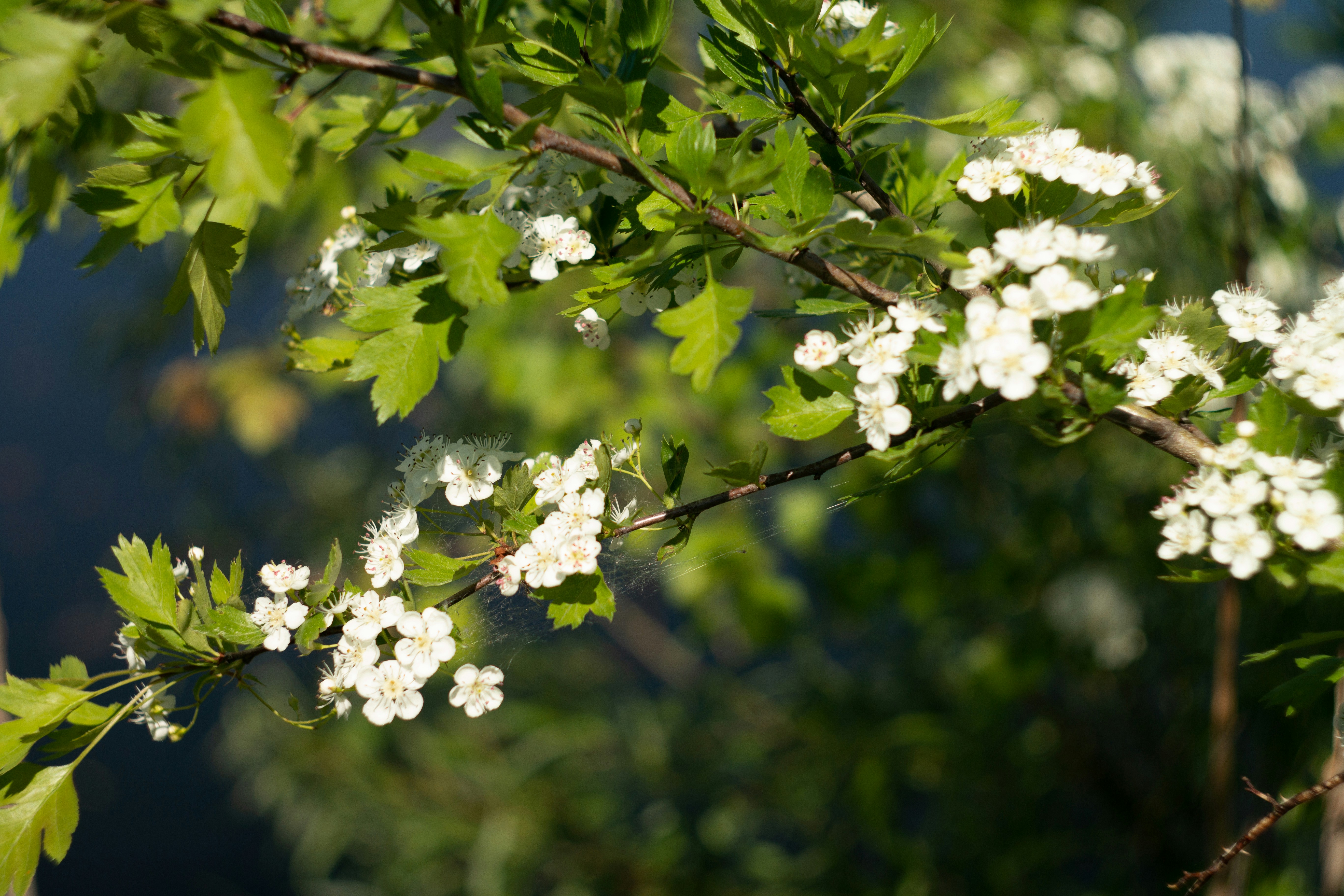 Photo by kuzminklk