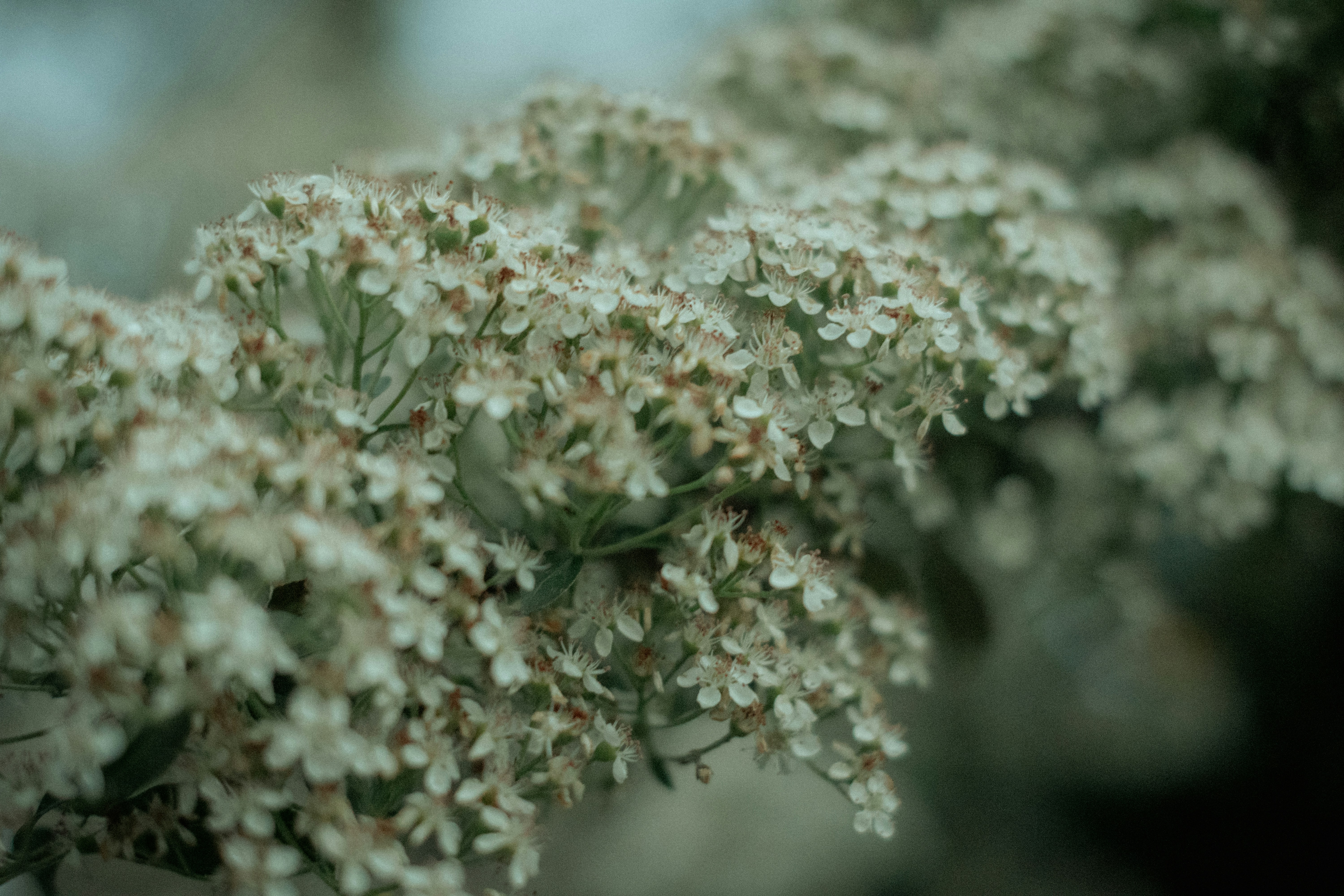 Photo by lacyec