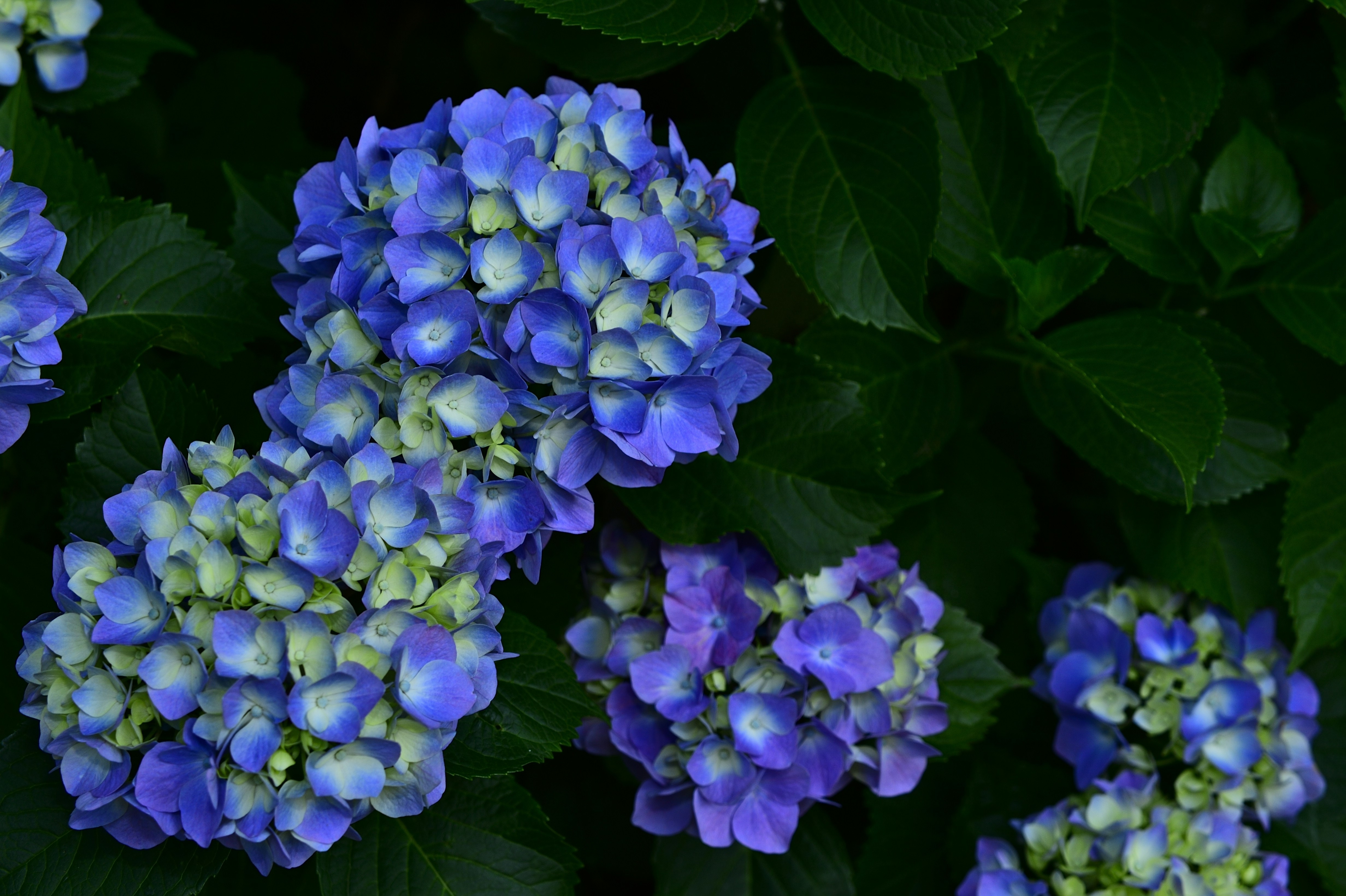 Photo by mit_kyo