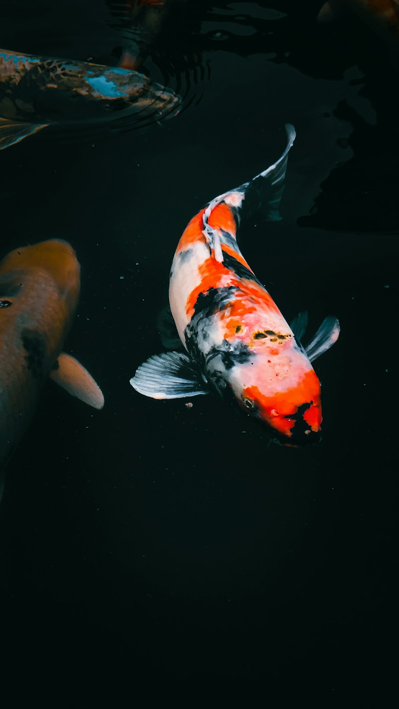 Cá chép (Koi)