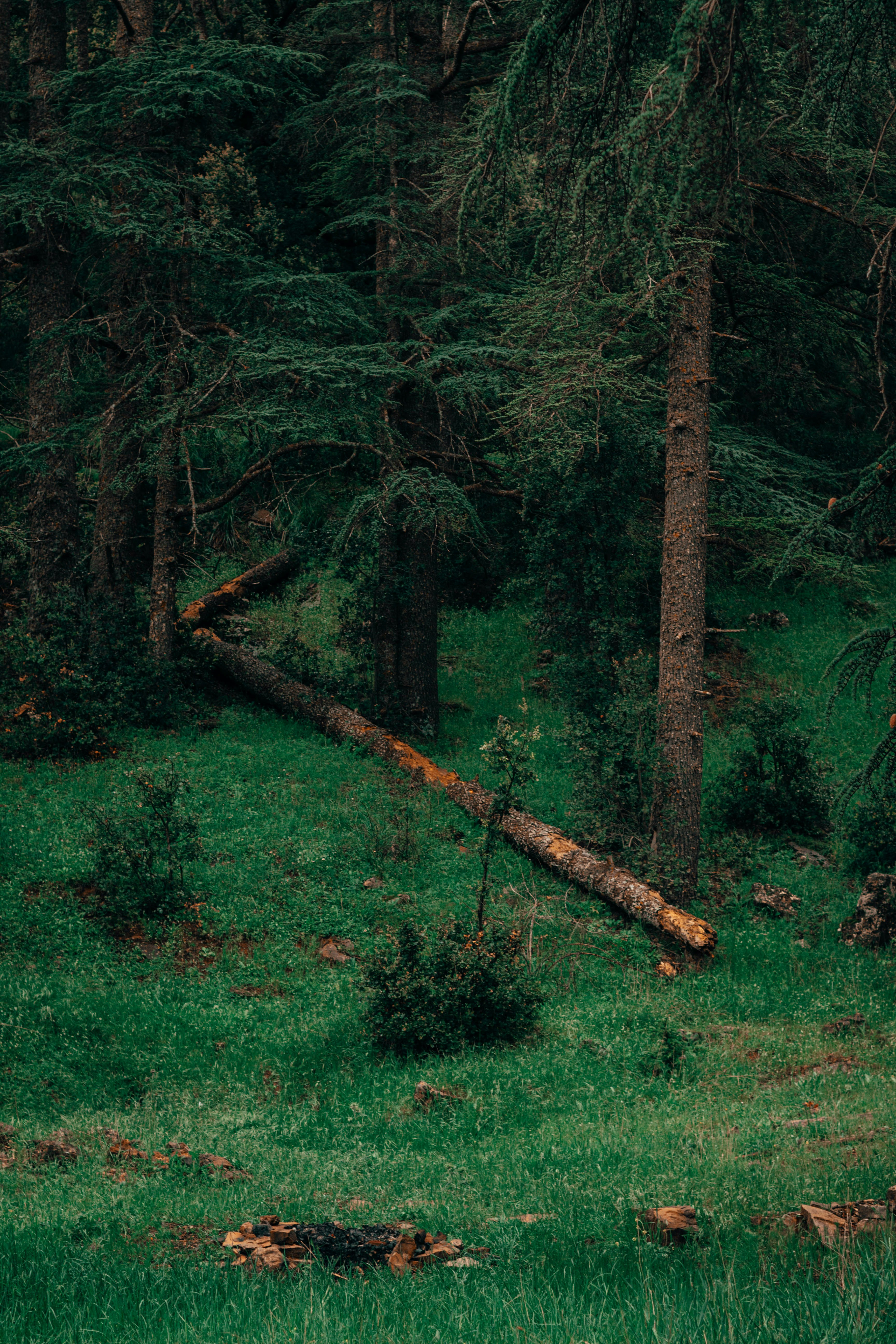 Troncos caídos repousam sobre grama verde em uma floresta densa.