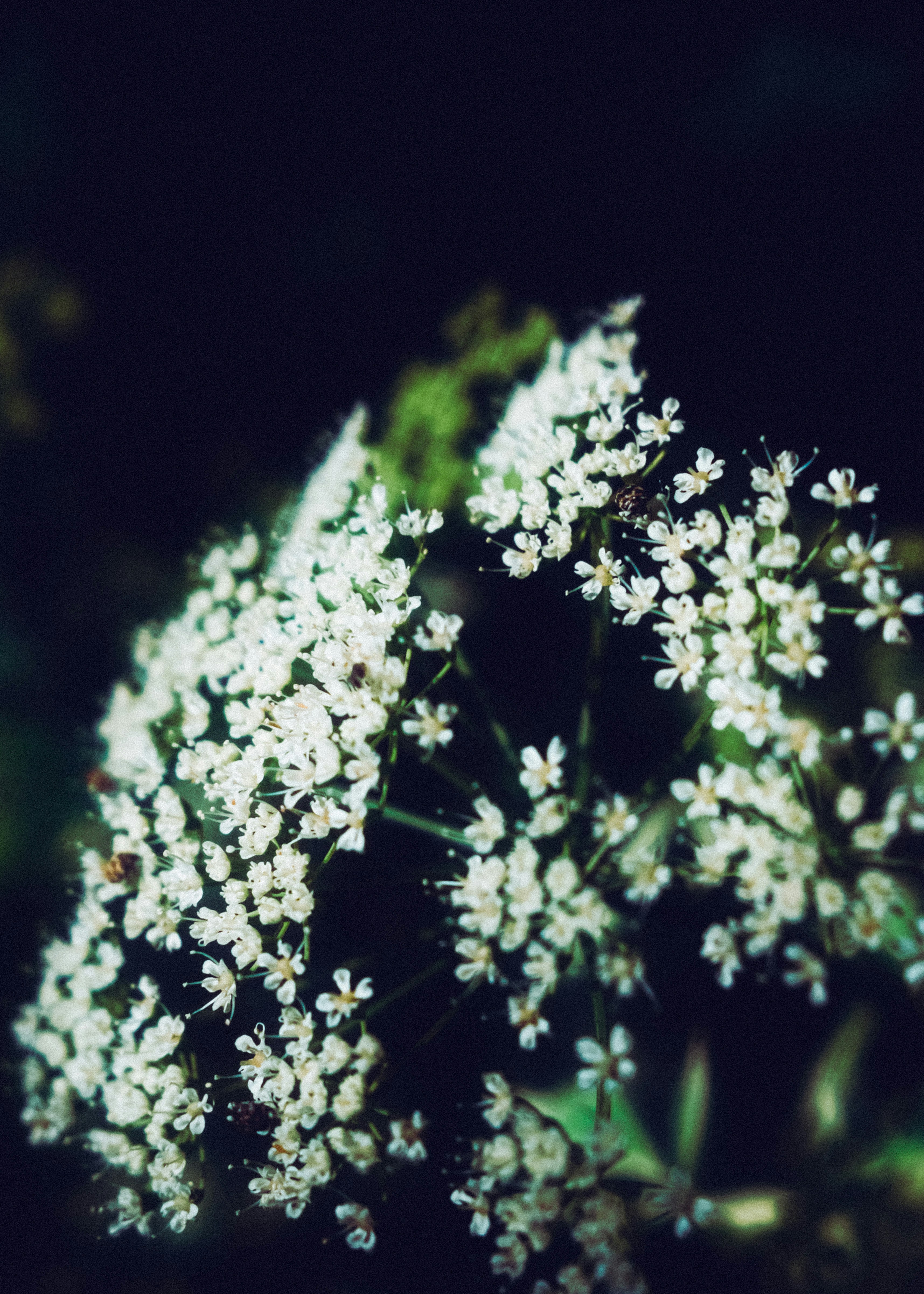 Photo by pray4bokeh