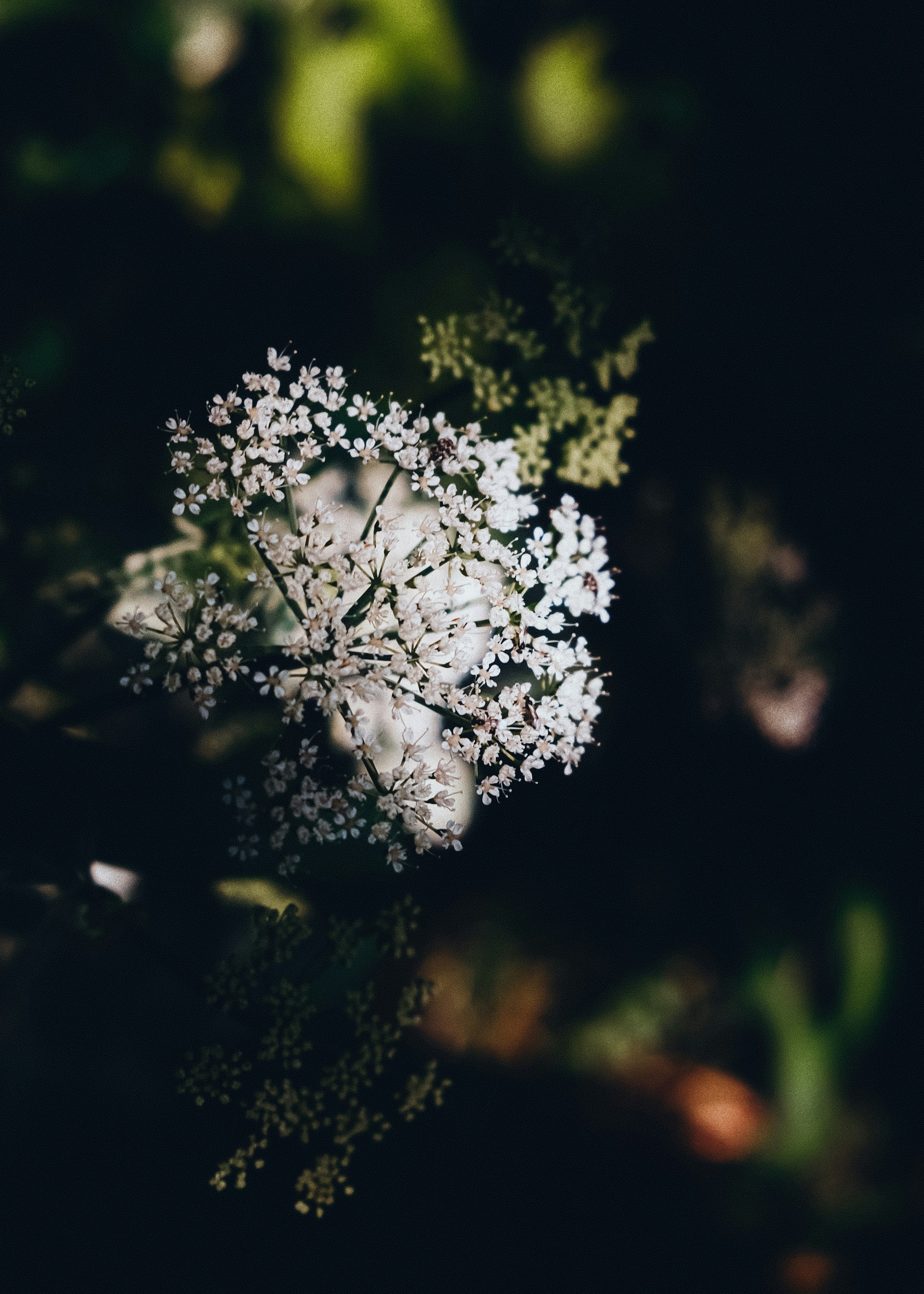 Photo by pray4bokeh