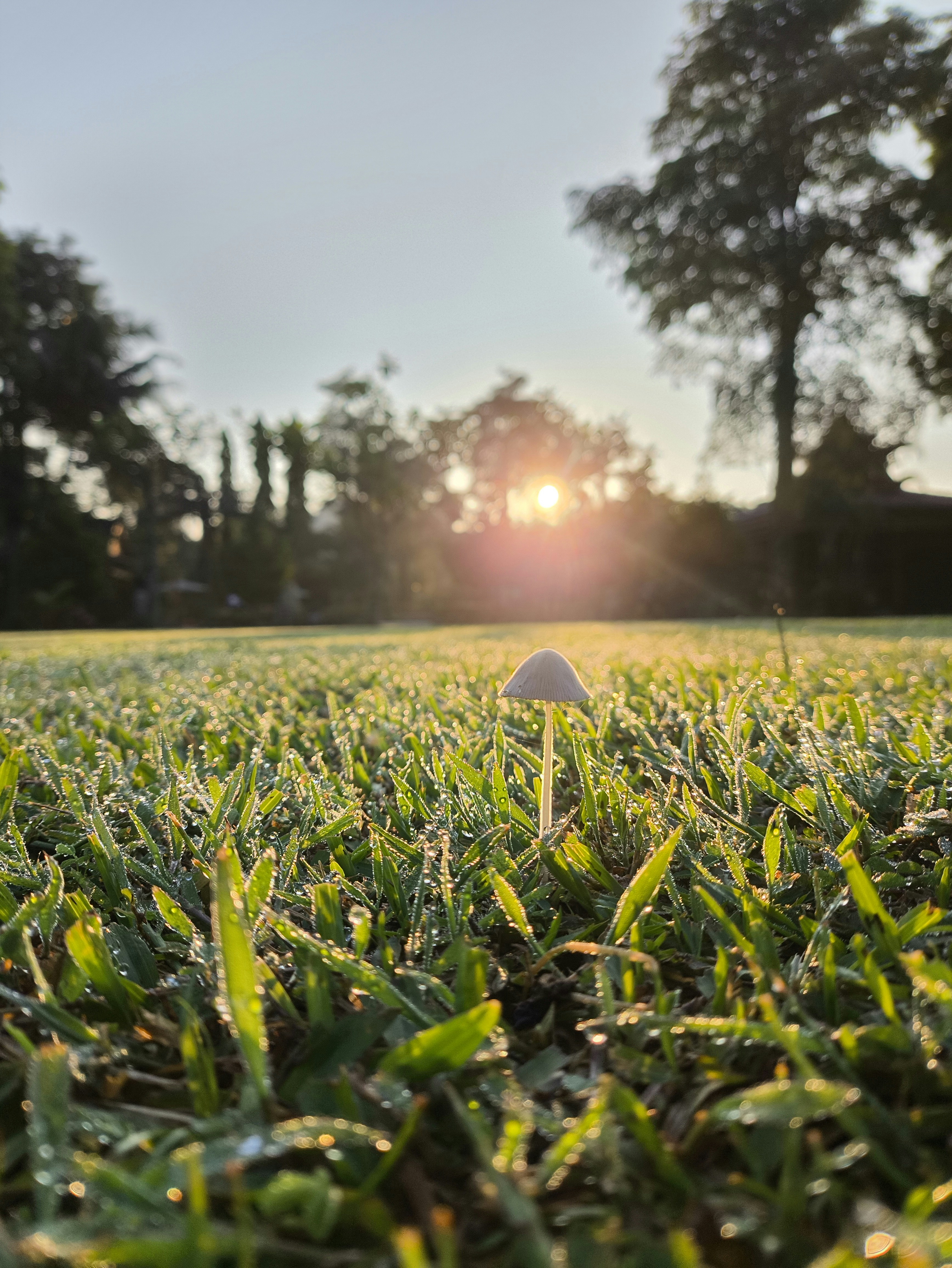 Jamur kecil di rumput berembun di bawah matahari terbit.