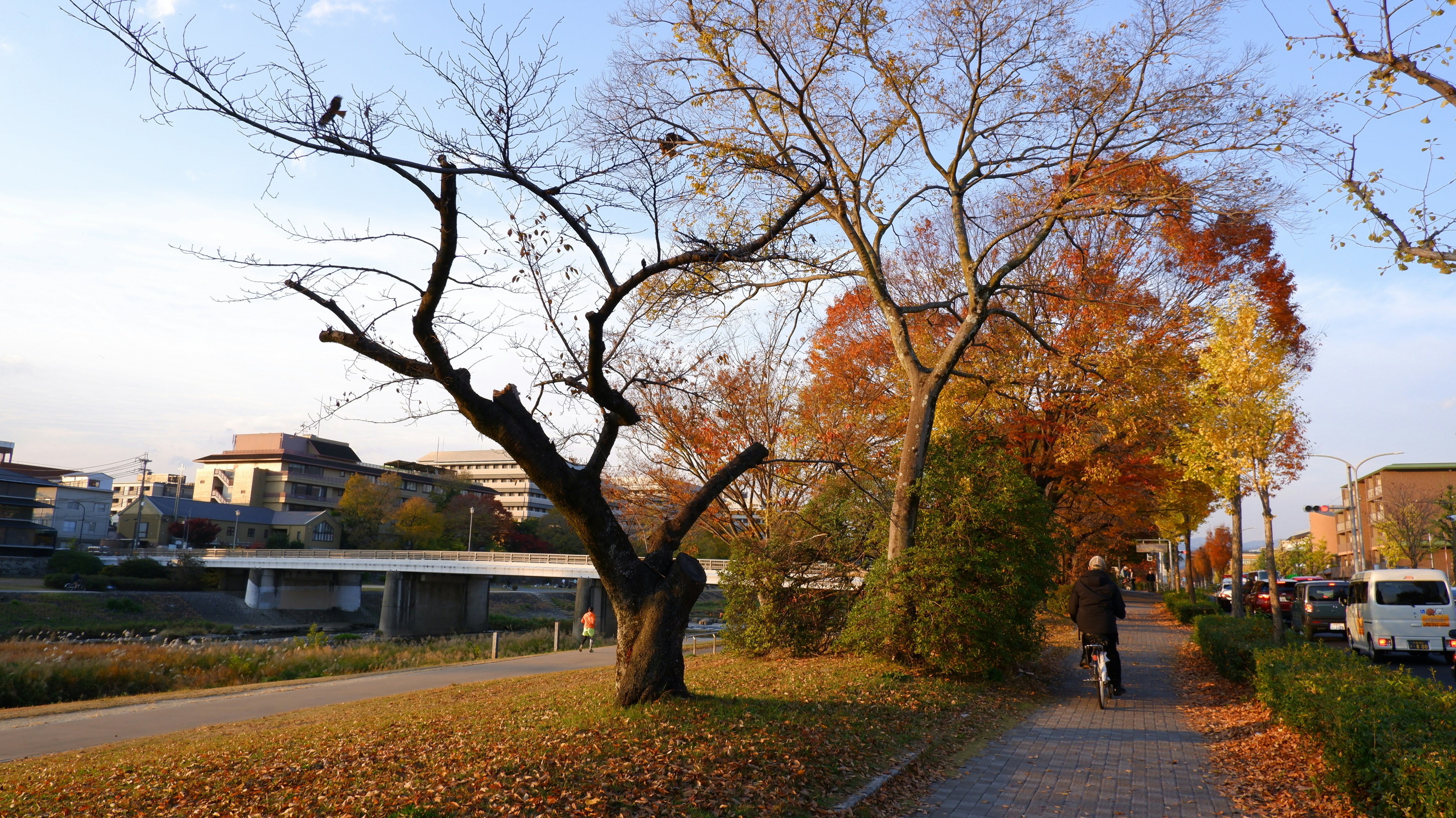 Person walking an autumn path