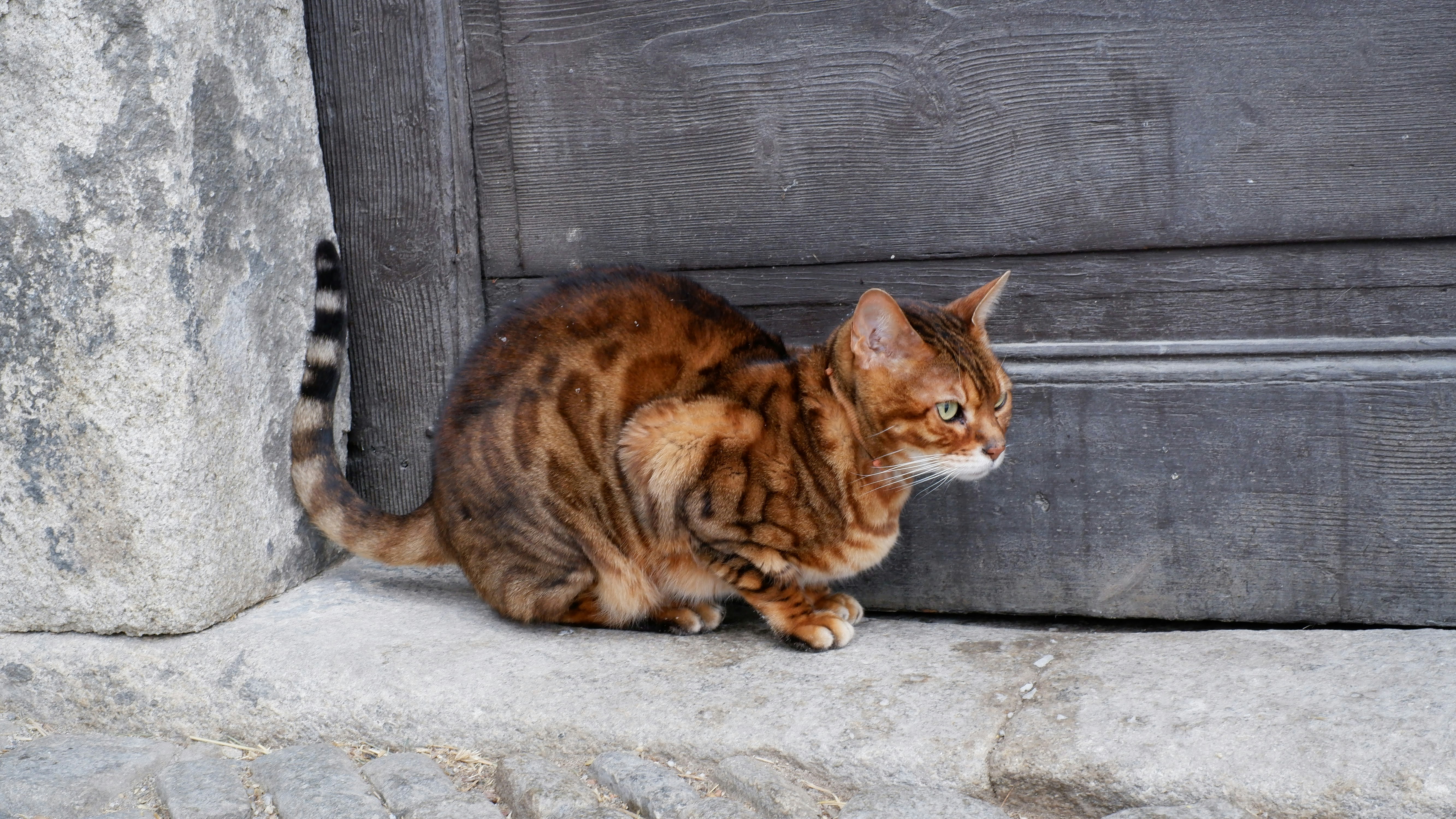 Bengal cat with spotted coat resting near feeding area