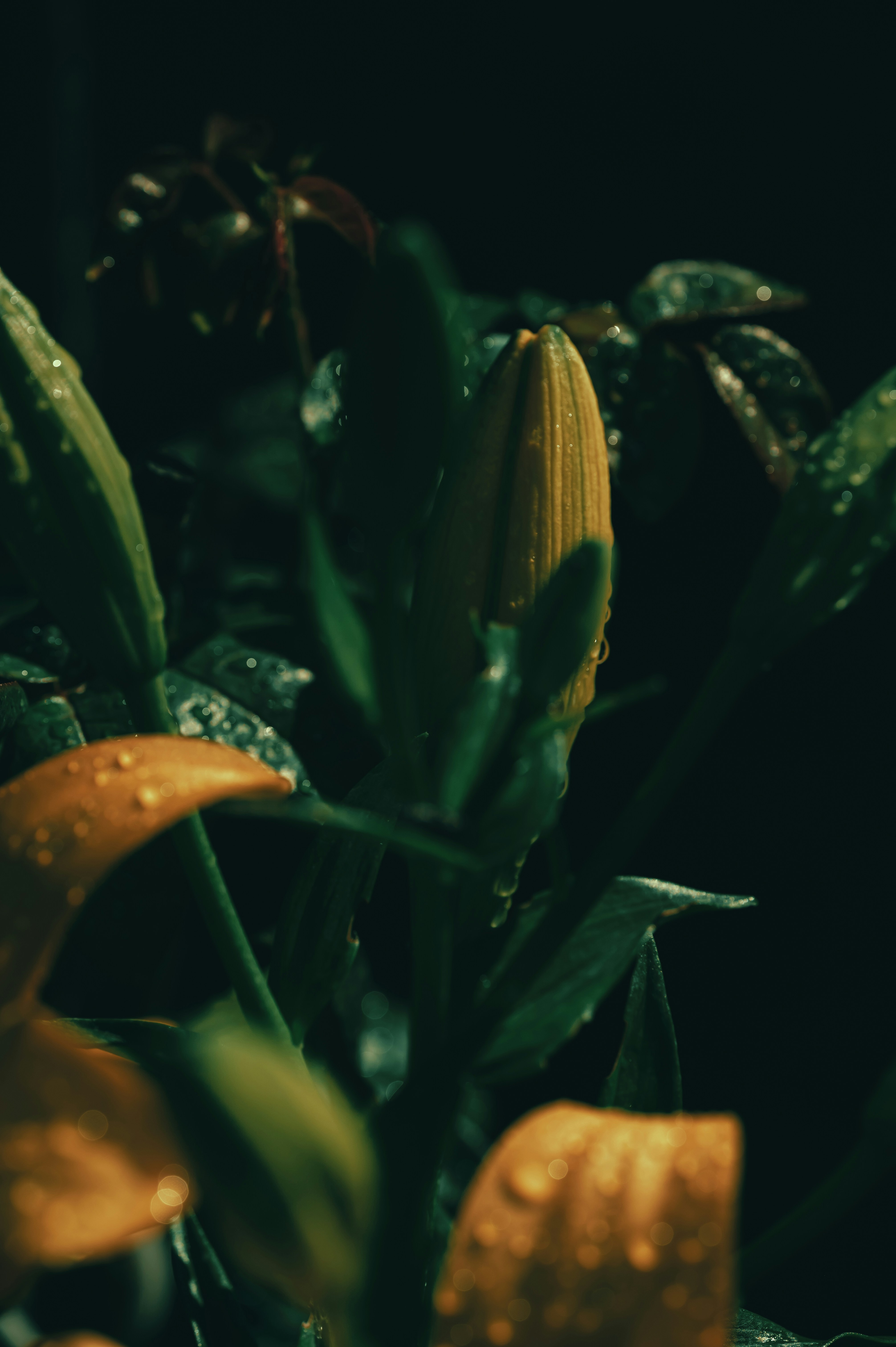 A yellow flower bud and leaves covered in water droplets