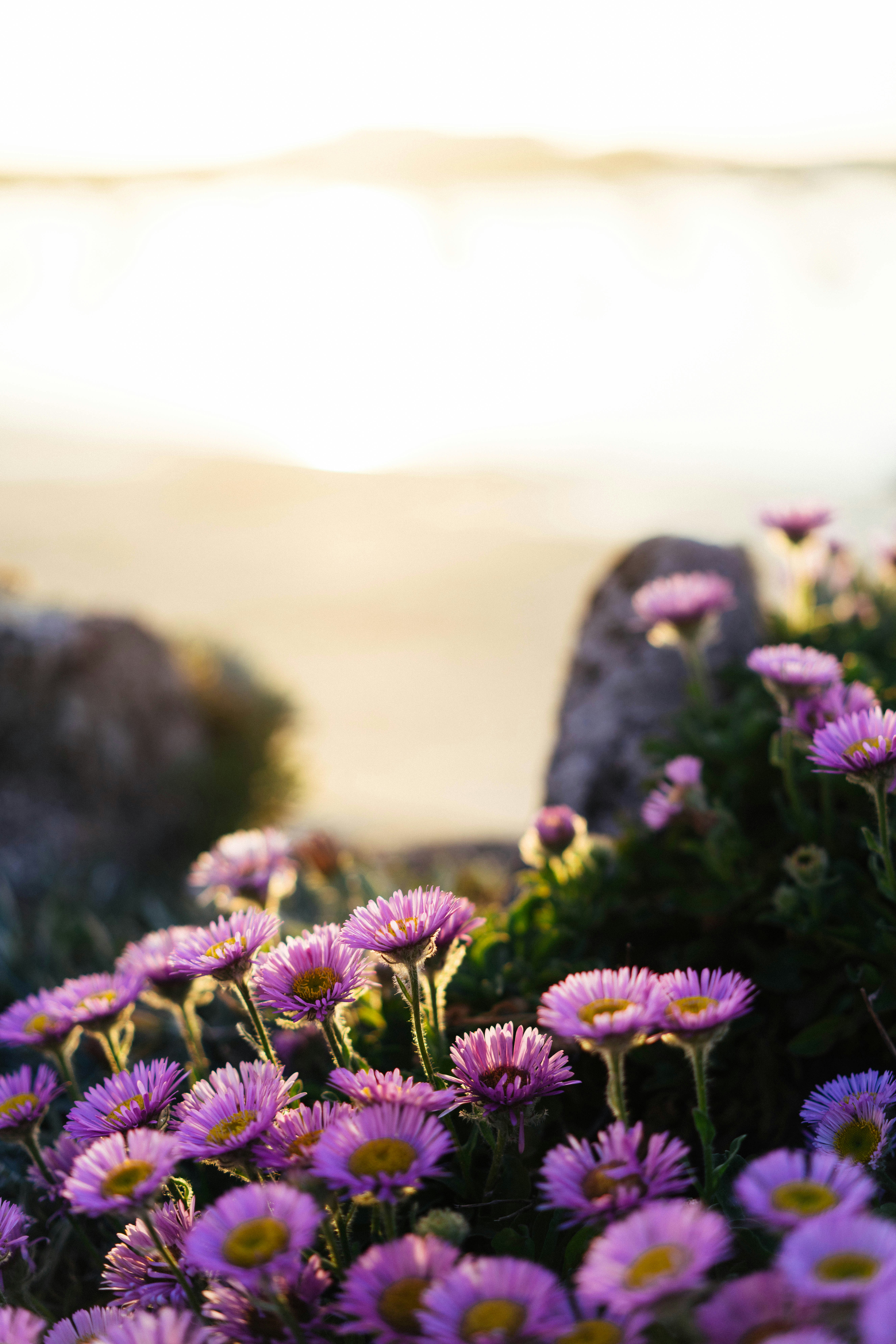 Purple flowers blooming with a bright, blurred background.