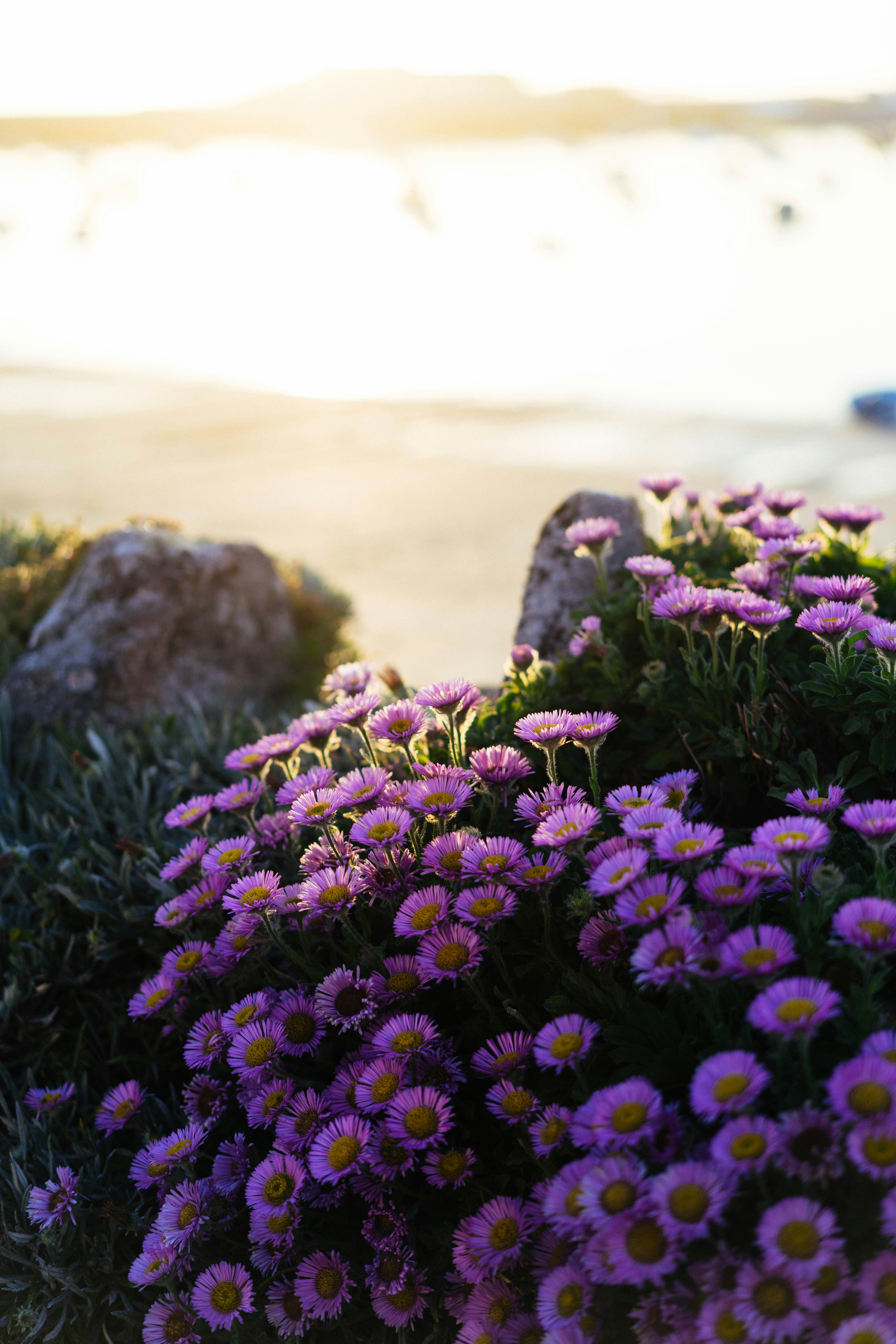 Purple flowers bloom by the sea at sunset.