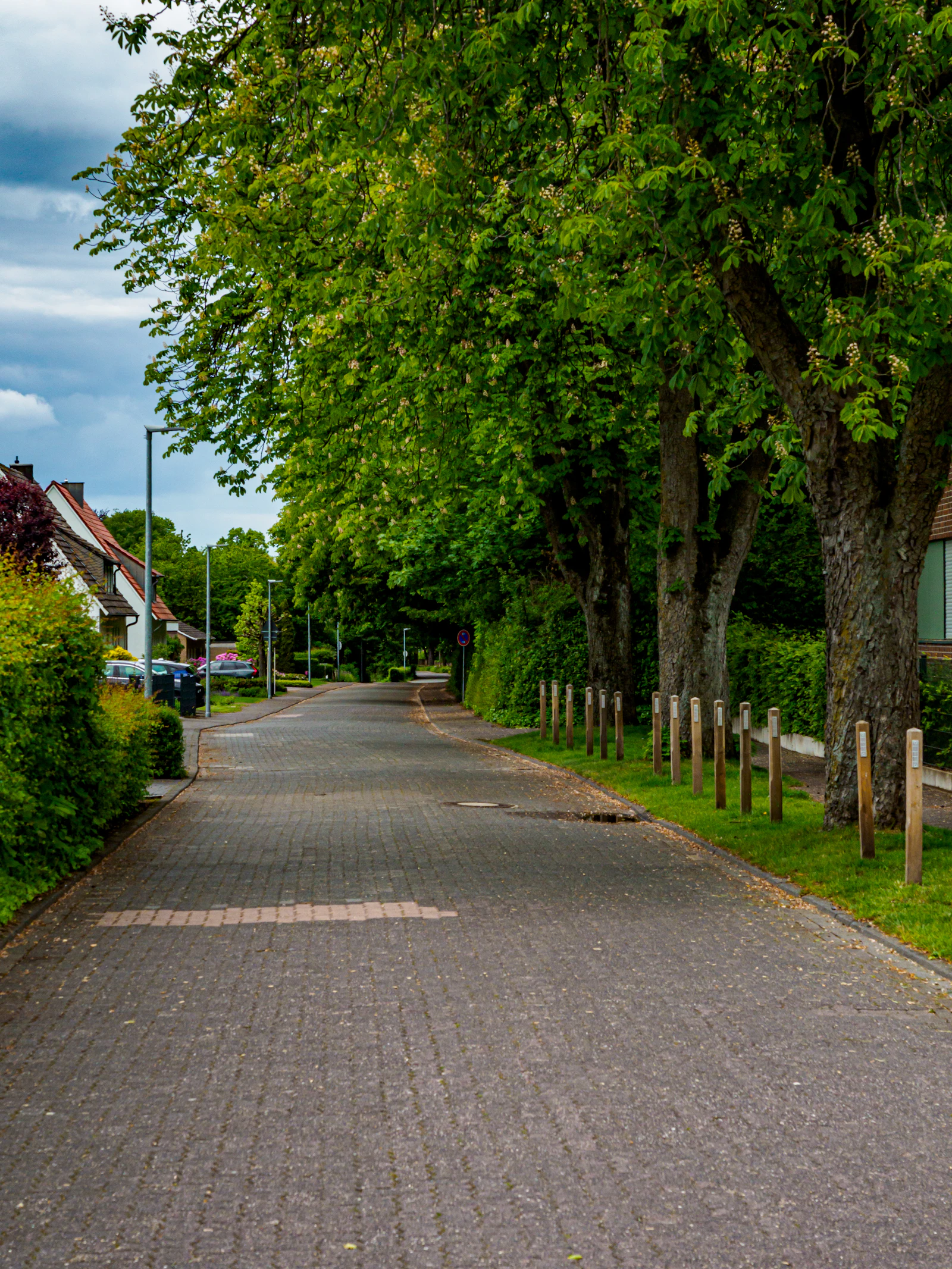 A quiet paved drive lined with mature trees on a managed property