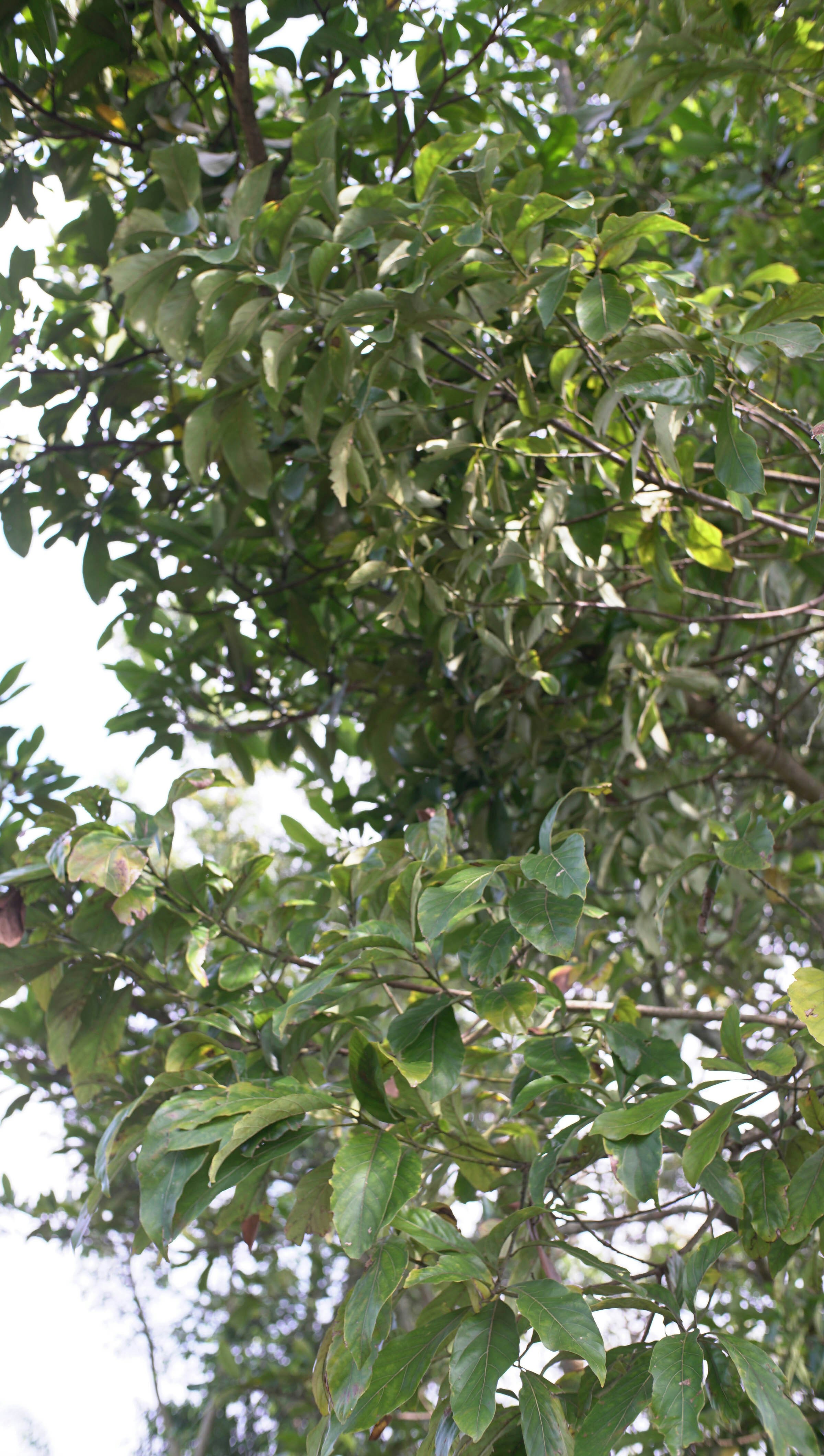 Daun hijau di cabang pohon di langit cerah.