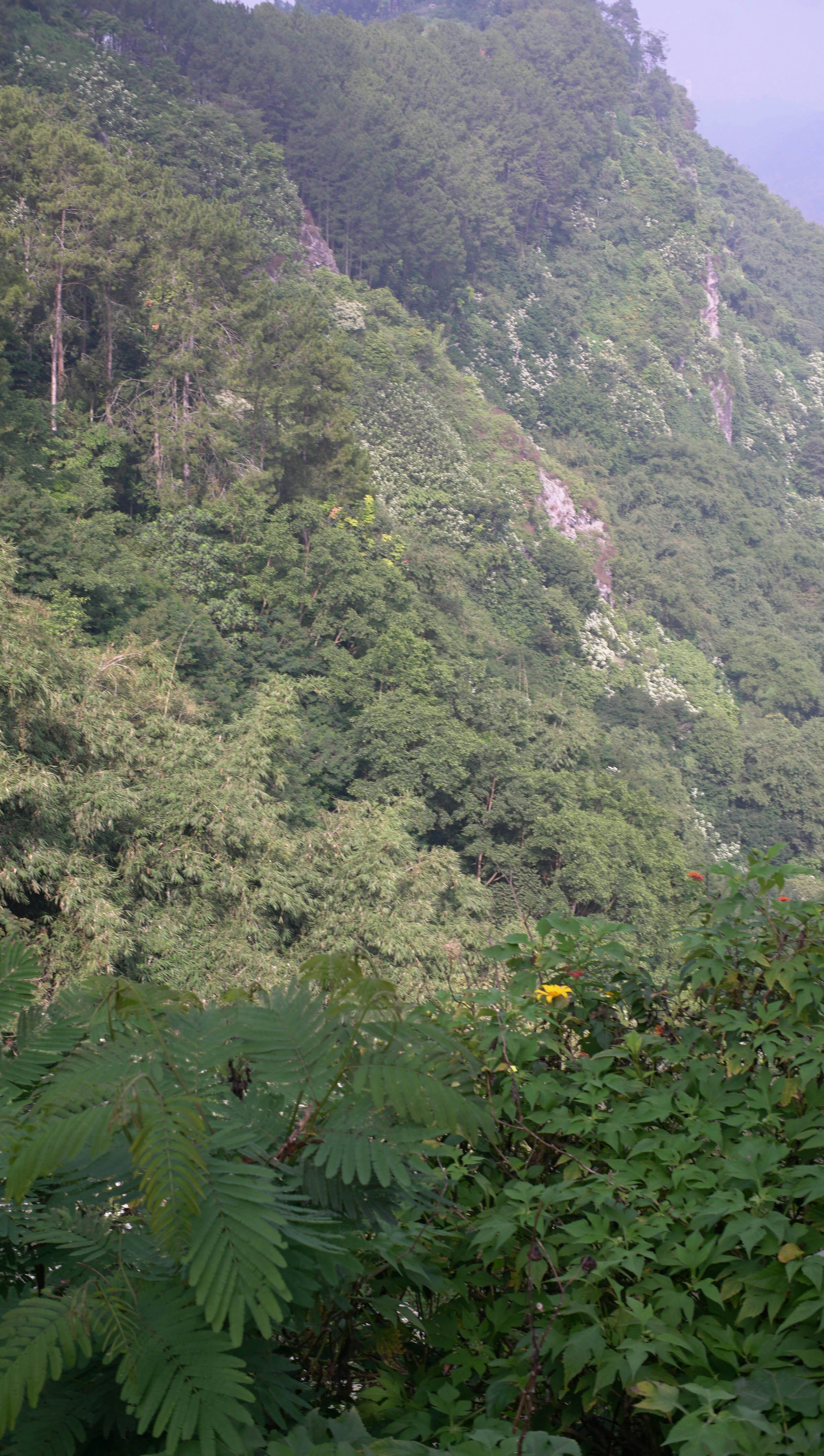 Gunung hijau subur yang diselimuti hutan lebat dan dedaunan.