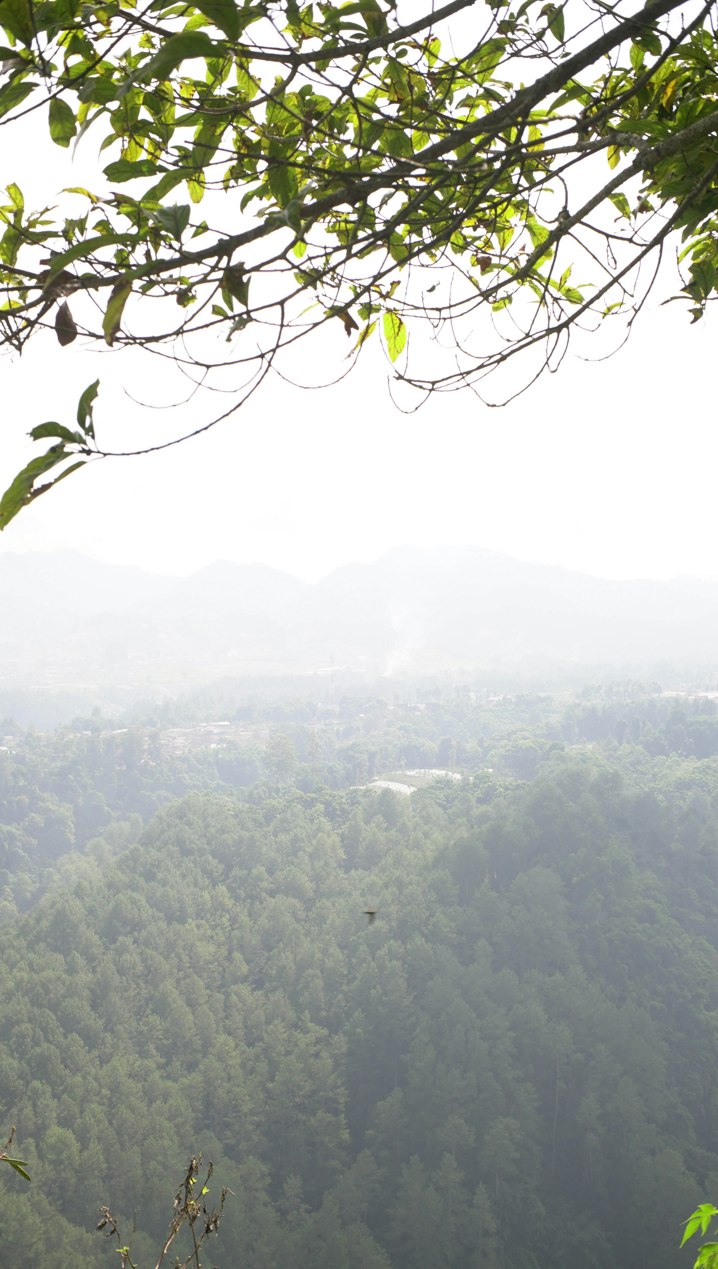 Dedaunan hijau membingkai lembah hutan berkabur dengan pegunungan yang jauh.