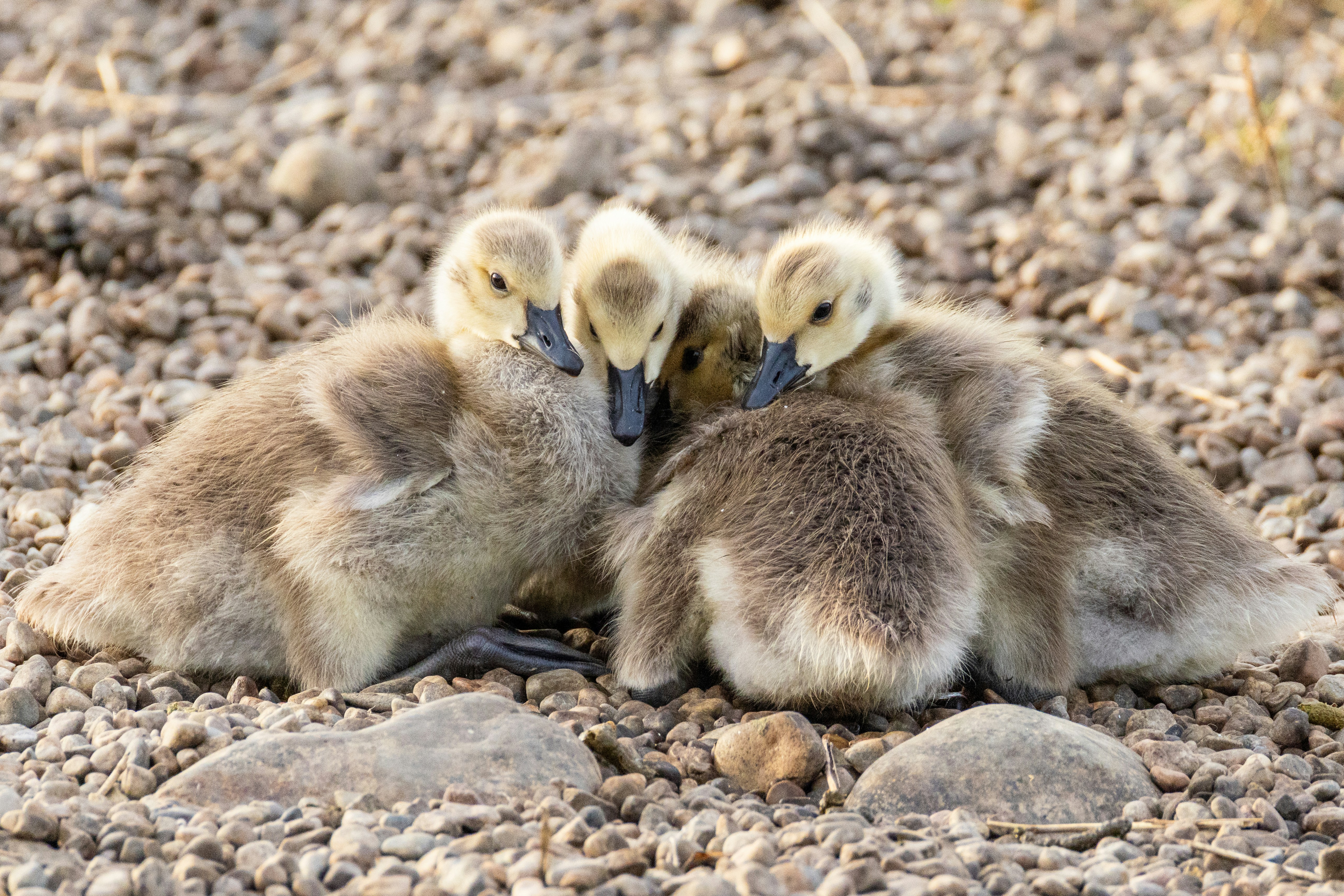 Four fluffy goslings huddle together on a rocky ground