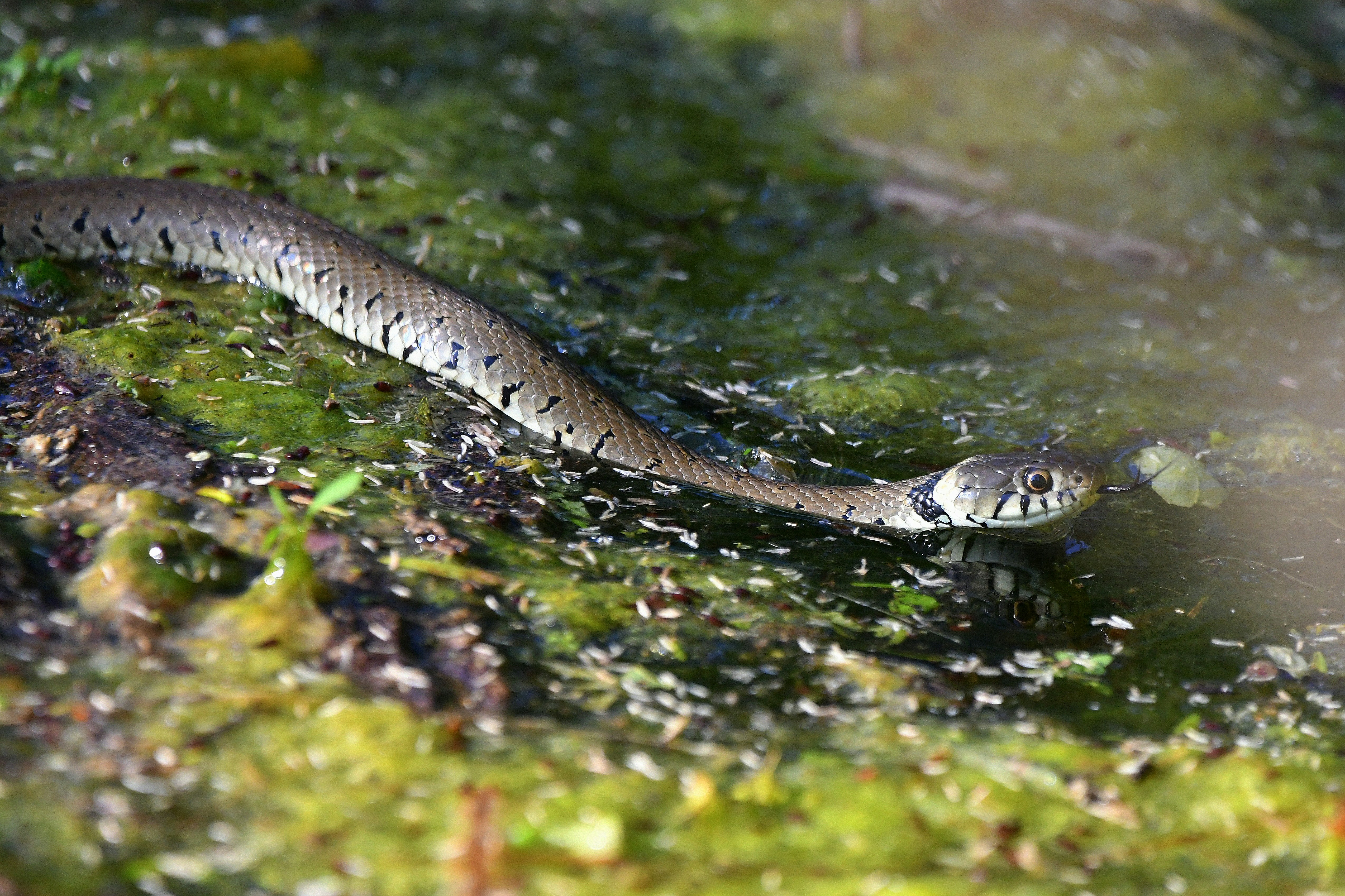 A snake slithering through murky green water.