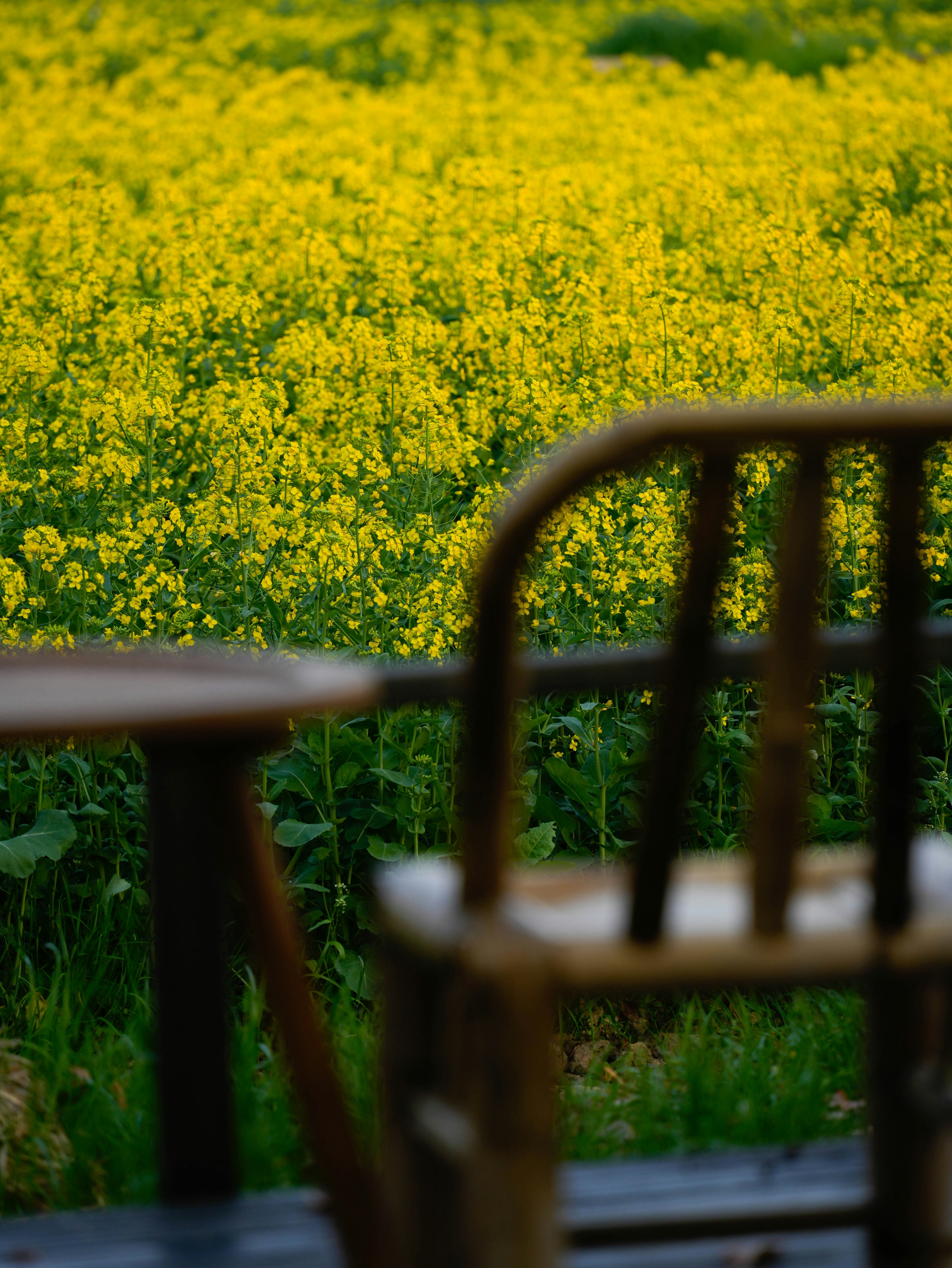 Wooden chair and table overlooking a bright yellow flower field.