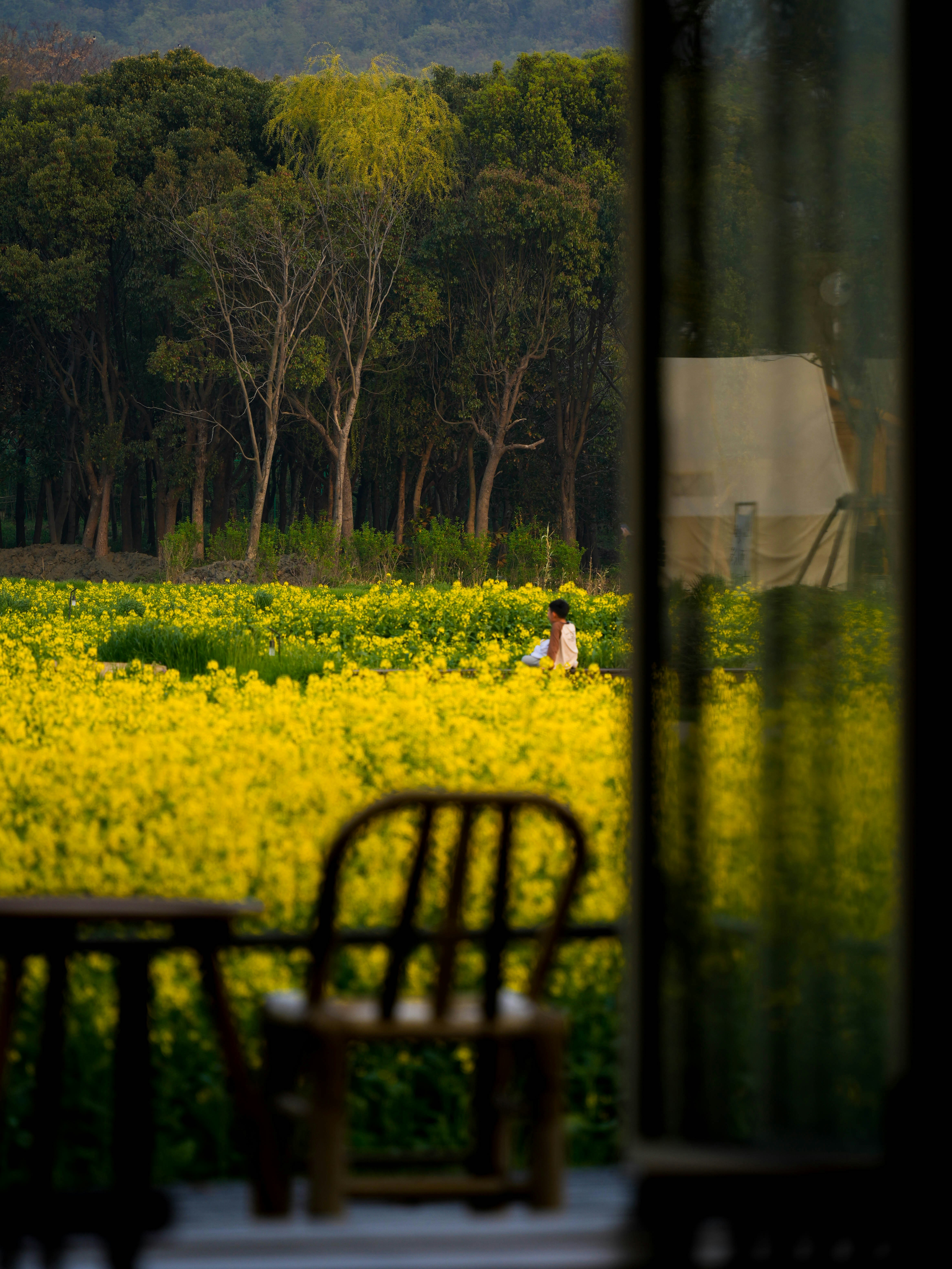 A person sits amidst a field of blooming yellow flowers.