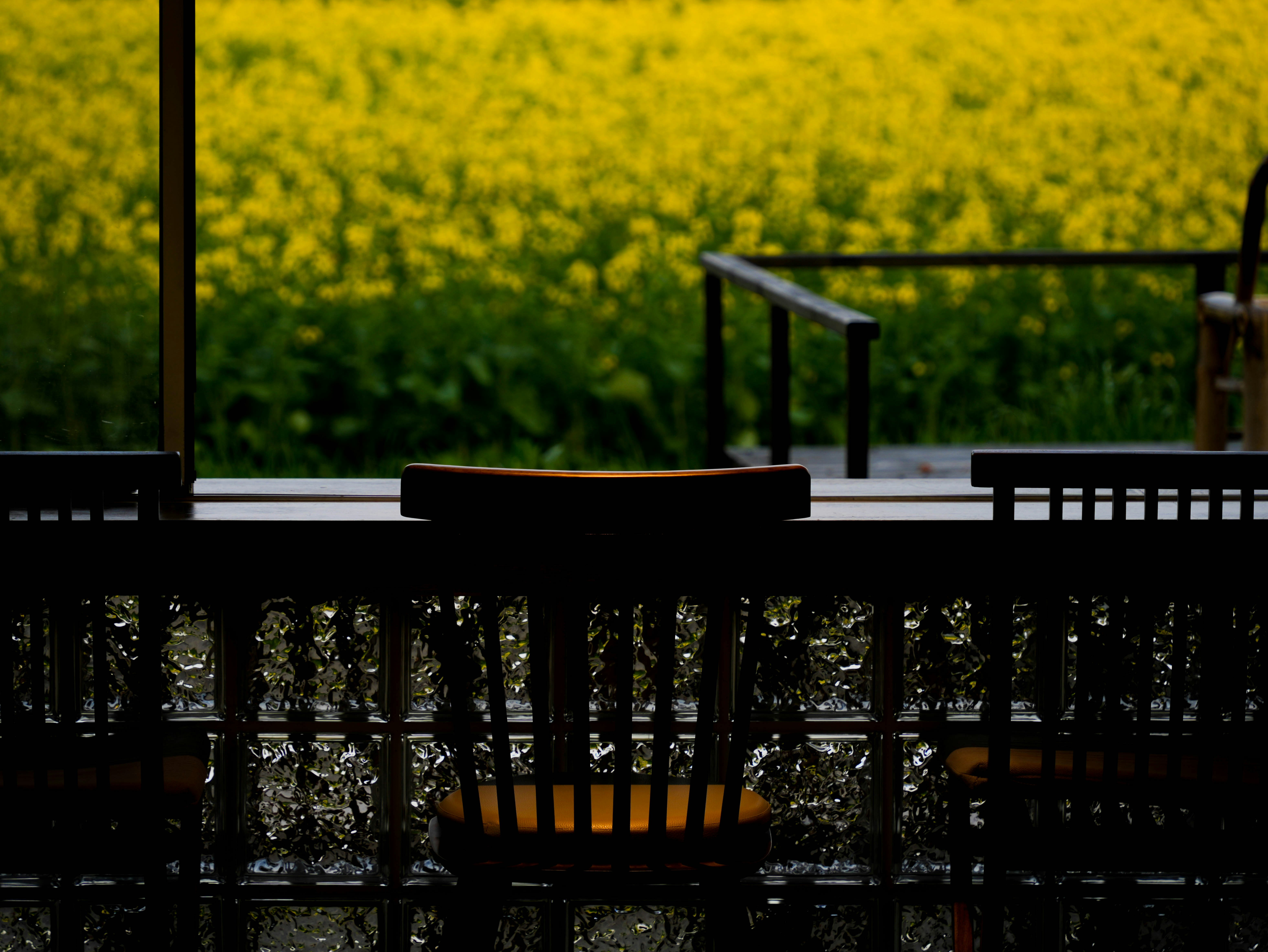 Silhouetted railing and table in front of yellow flower field.