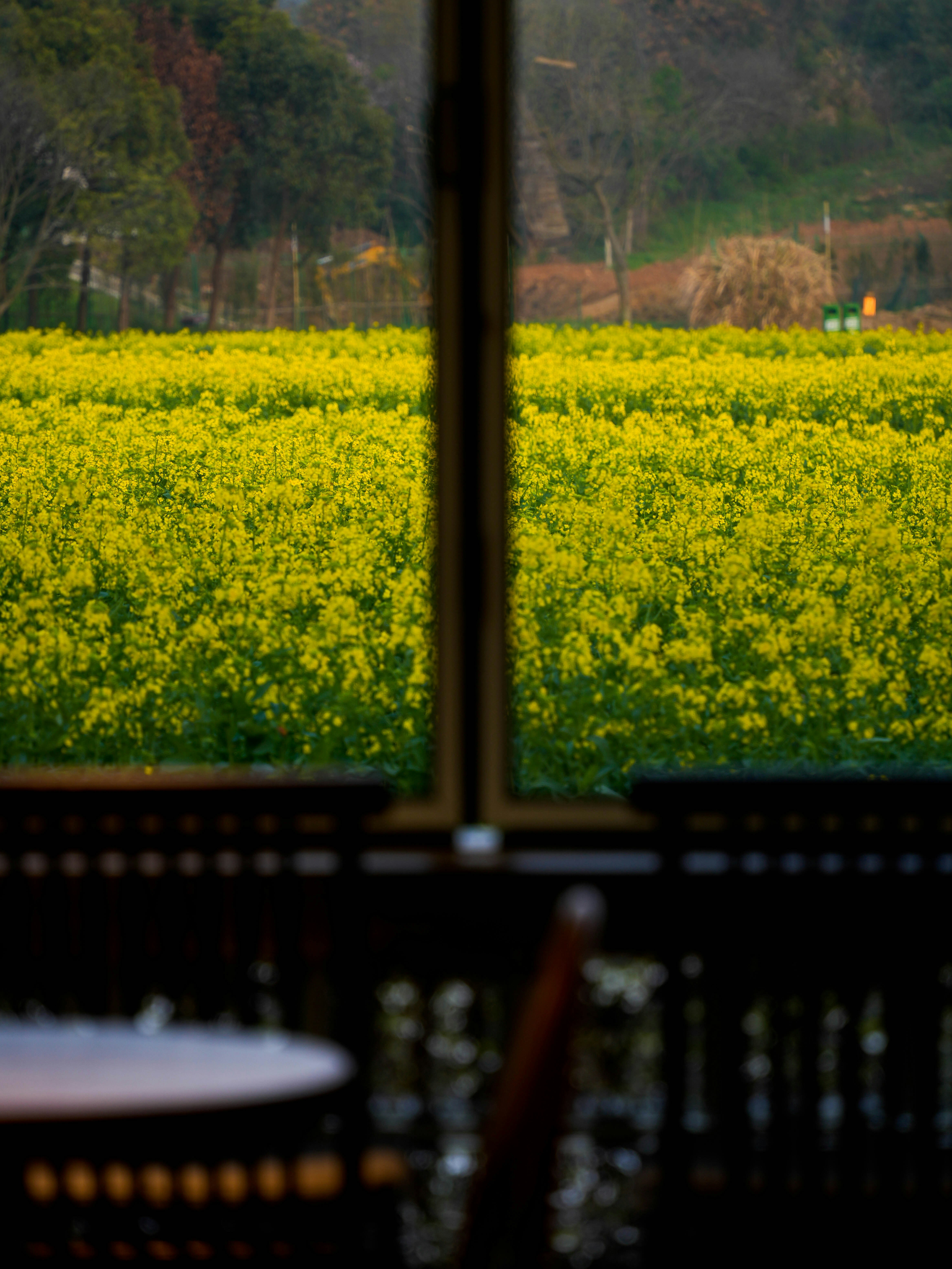 Vibrant yellow flower field viewed through a window.