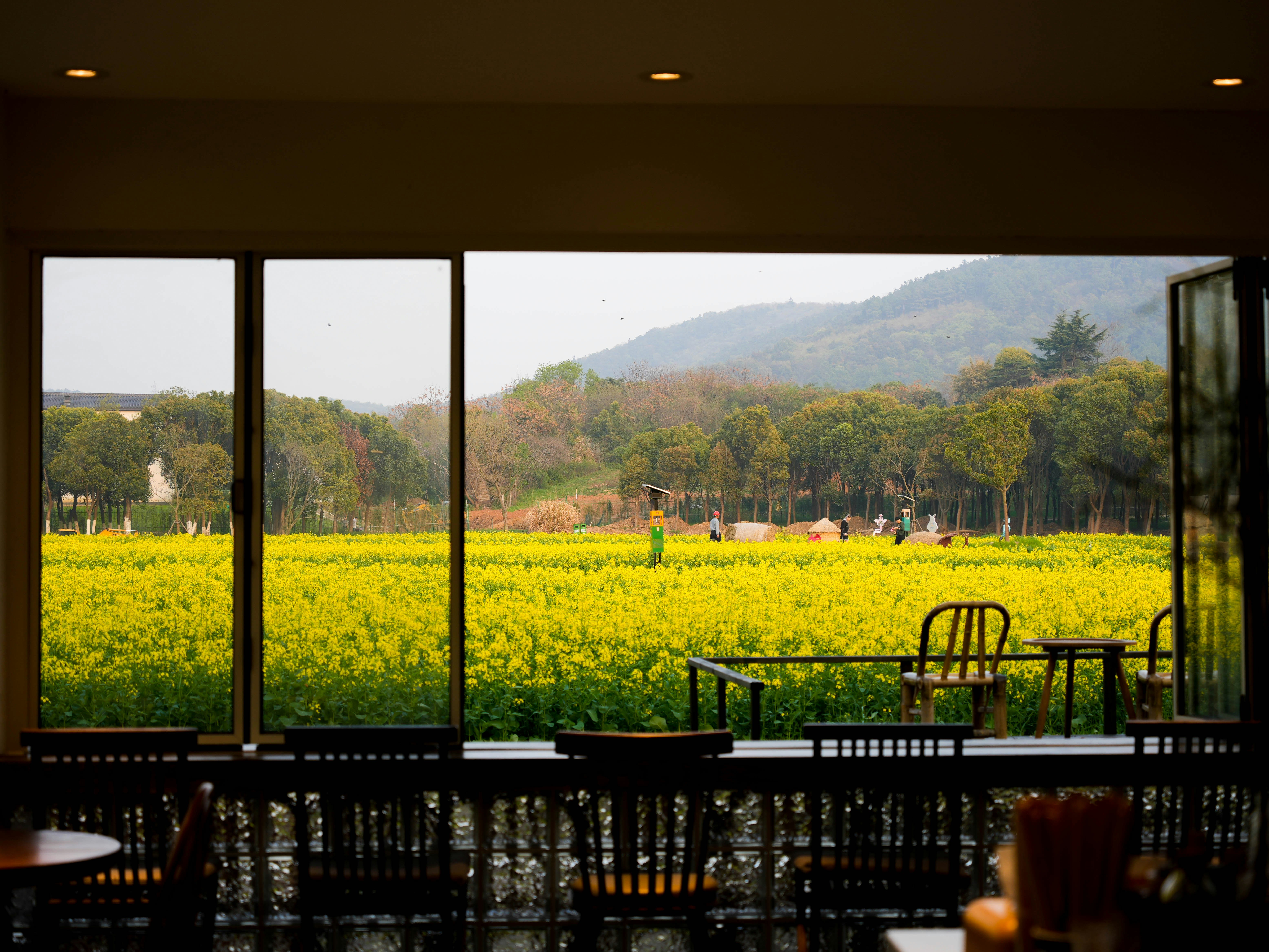 Window view of a vibrant yellow flower field with mountains.