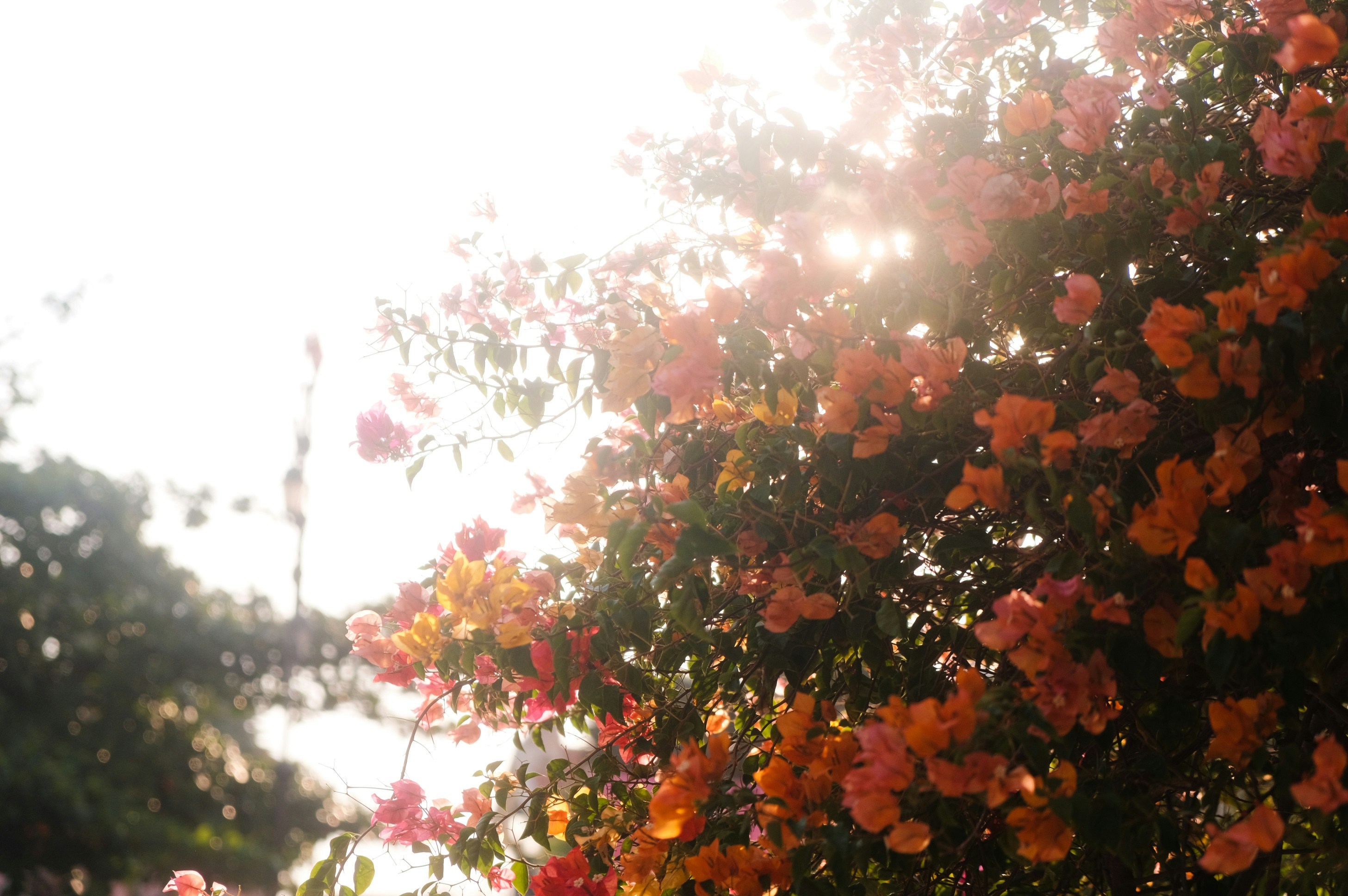 Photo by meogau