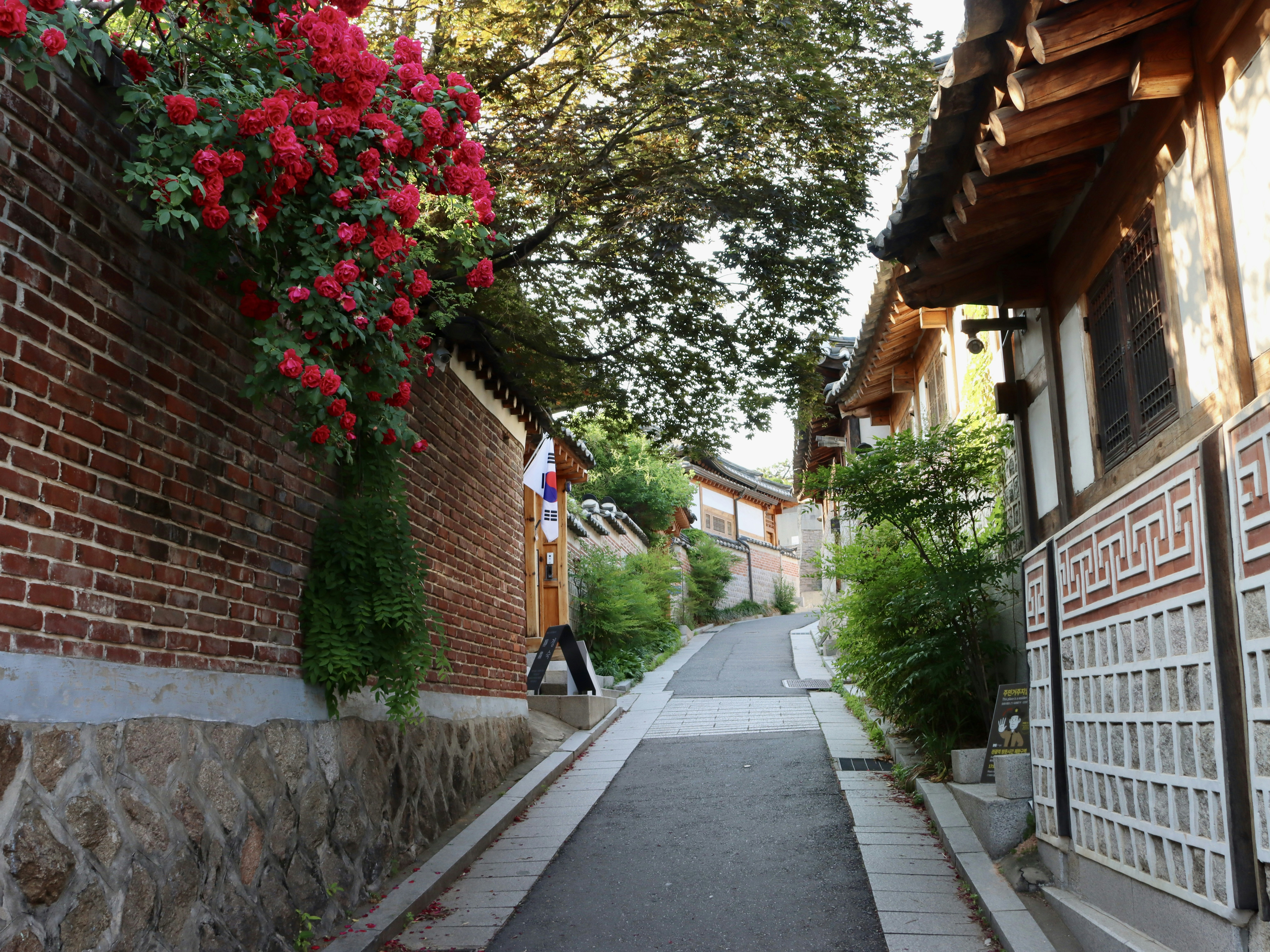 Beco tradicional coreano com flores vermelhas e casas hanok.