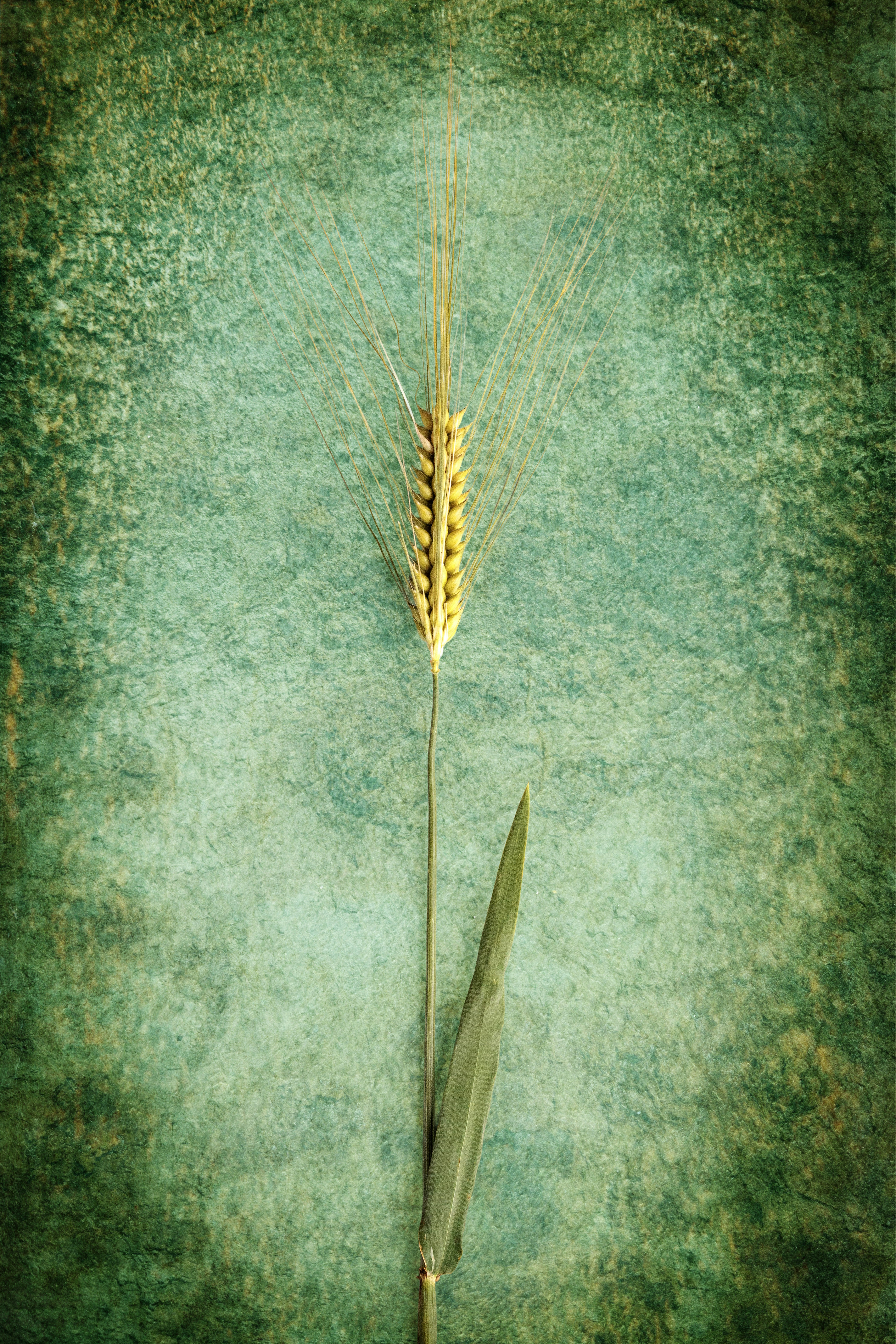A single golden wheat stalk against a textured green background.