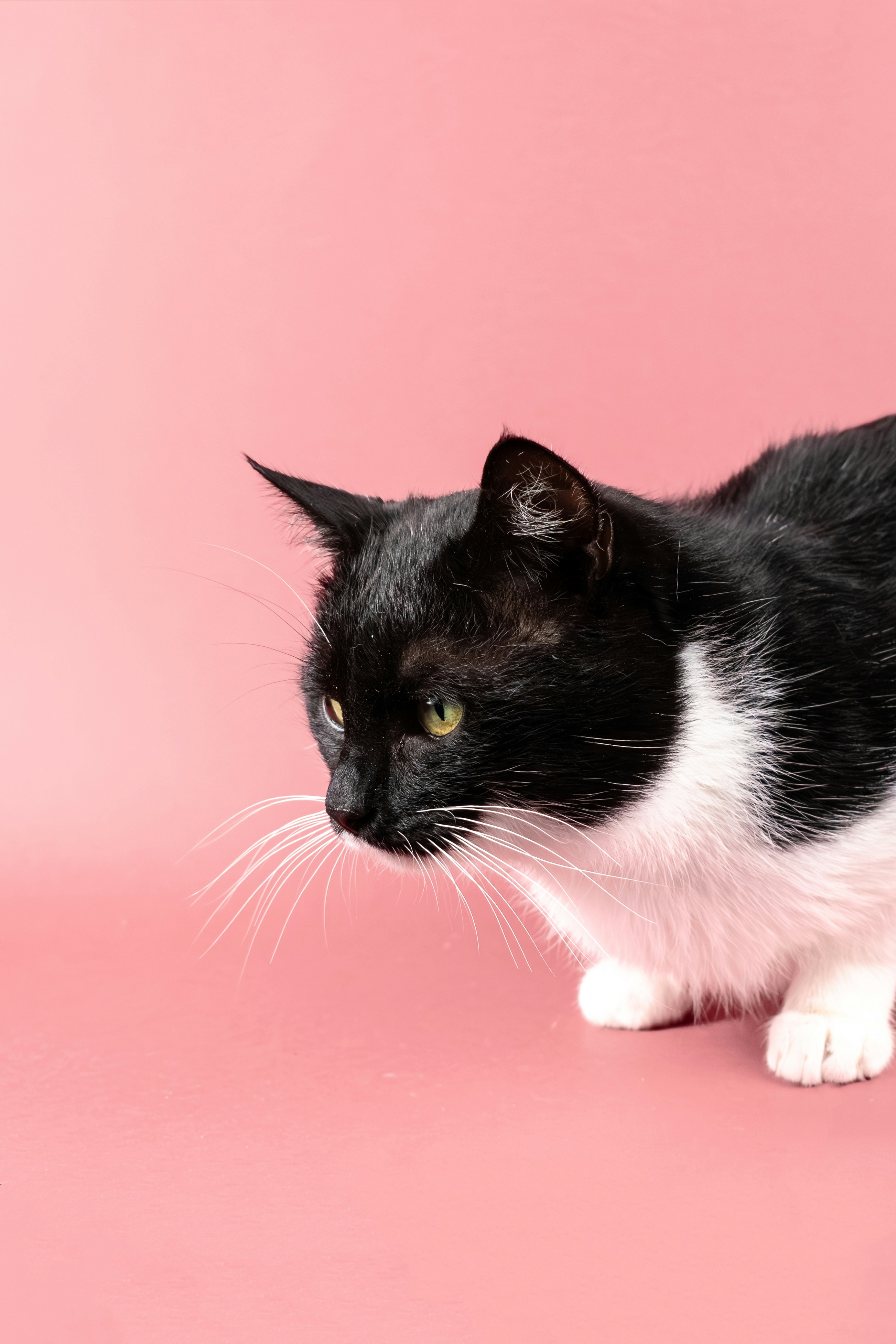 Un gato blanco y negro sobre fondo rosa.