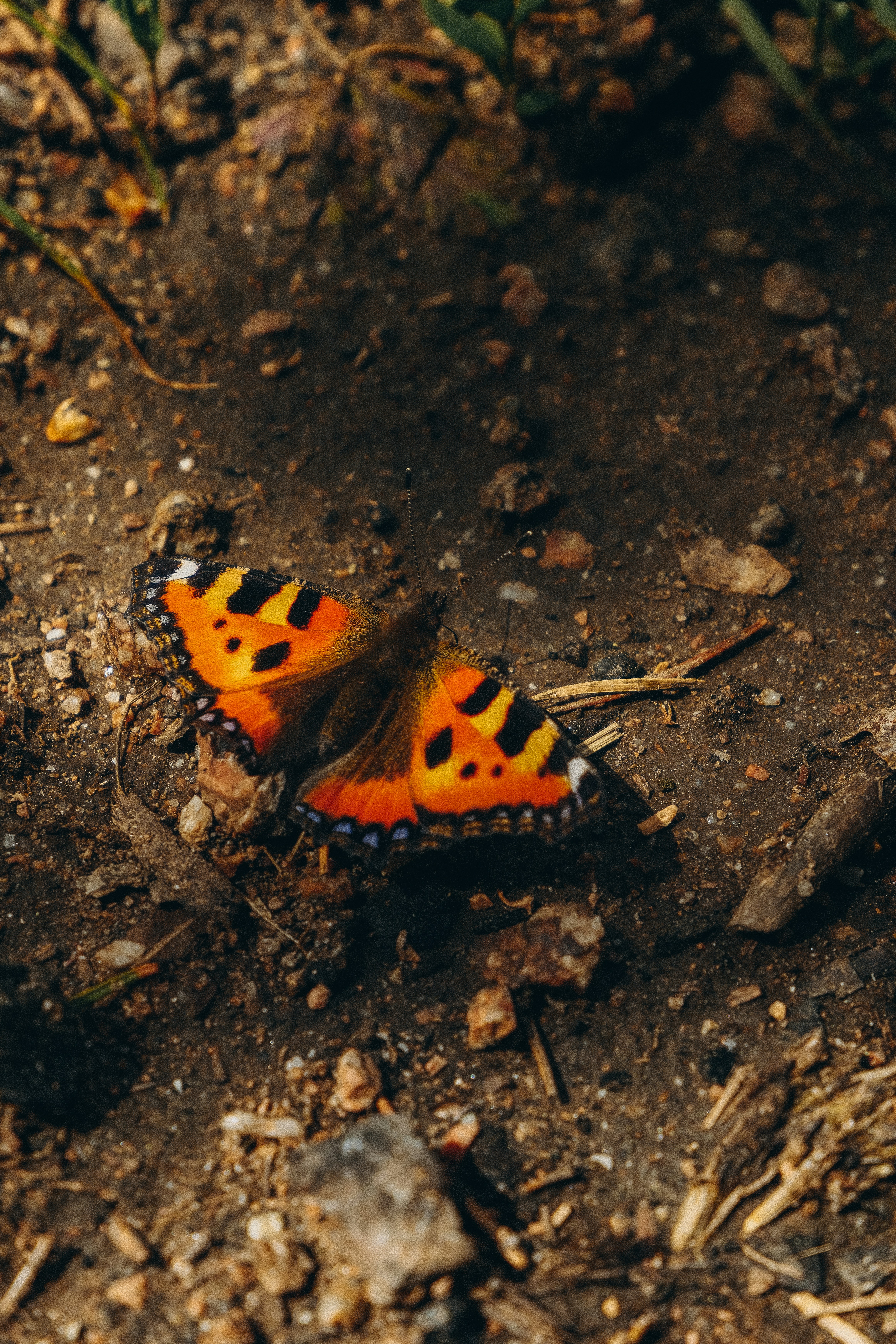 An orange and black butterfly rests on dark soil.