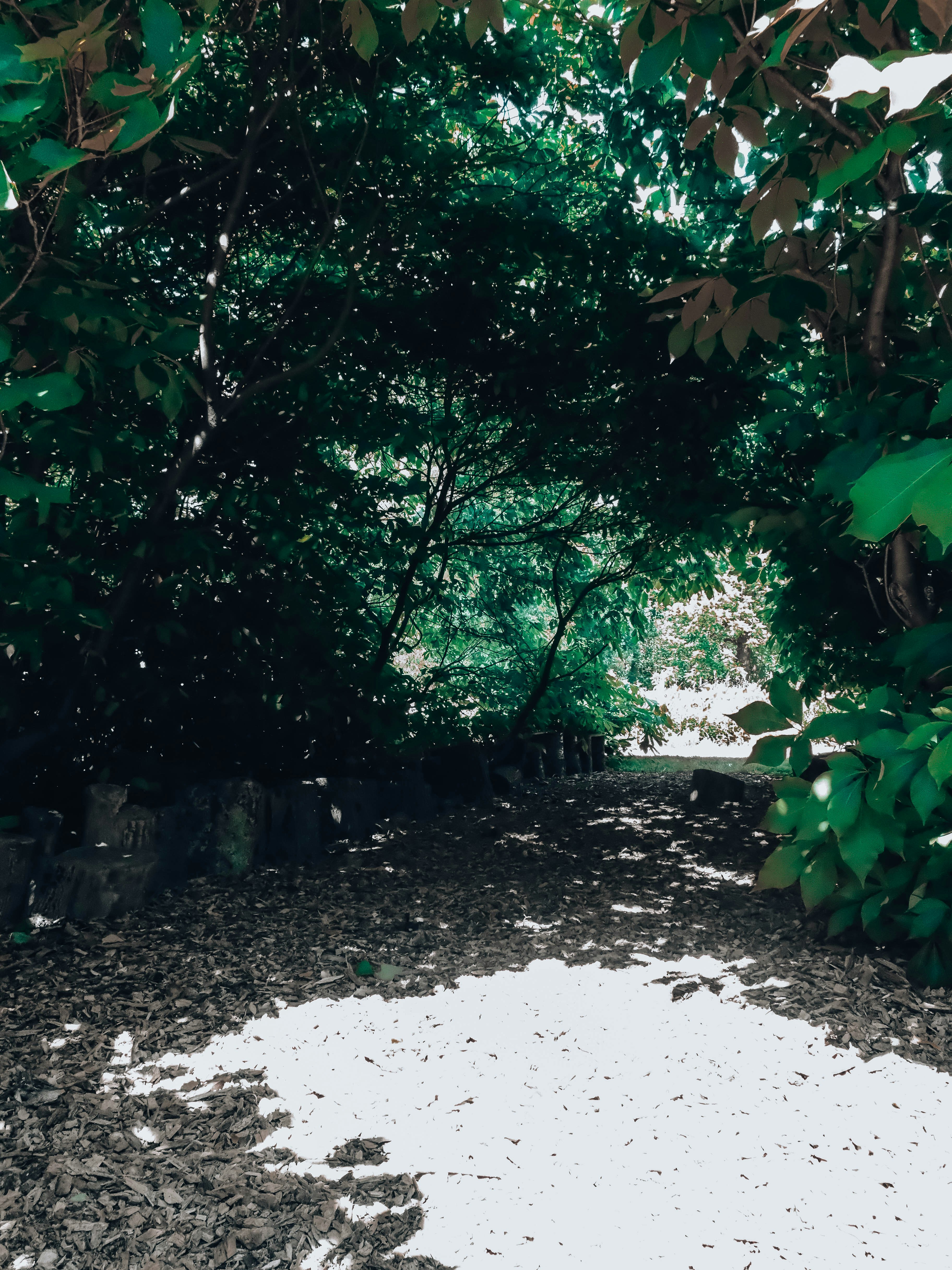 A shaded forest path with dappled sunlight.